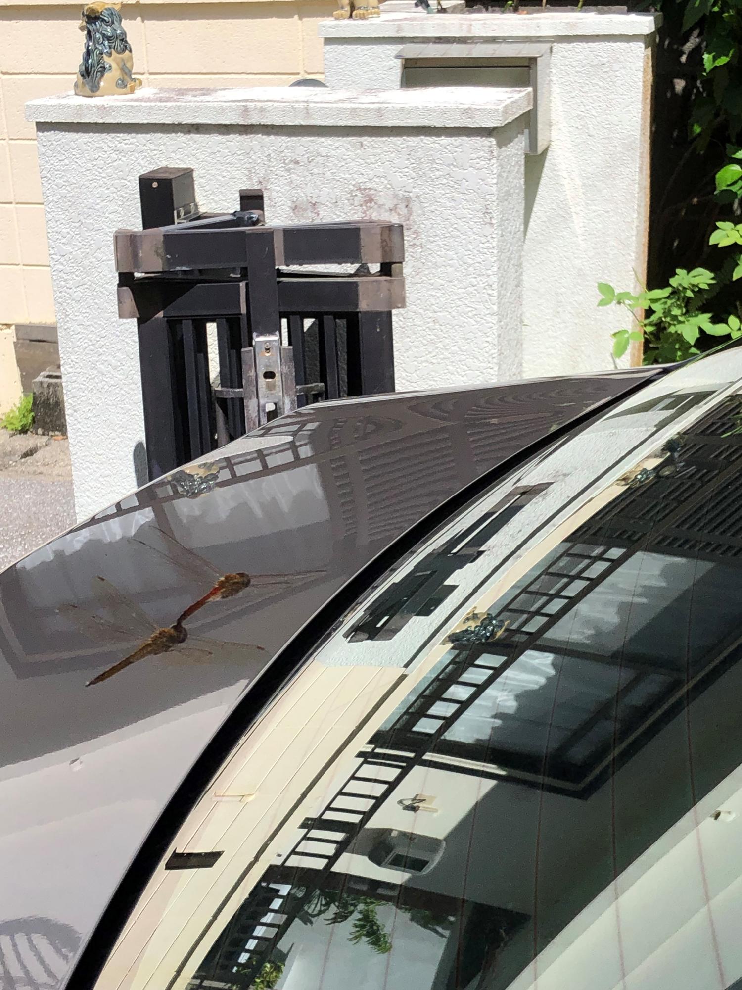 車のボンネットを池と勘違いするトンボ