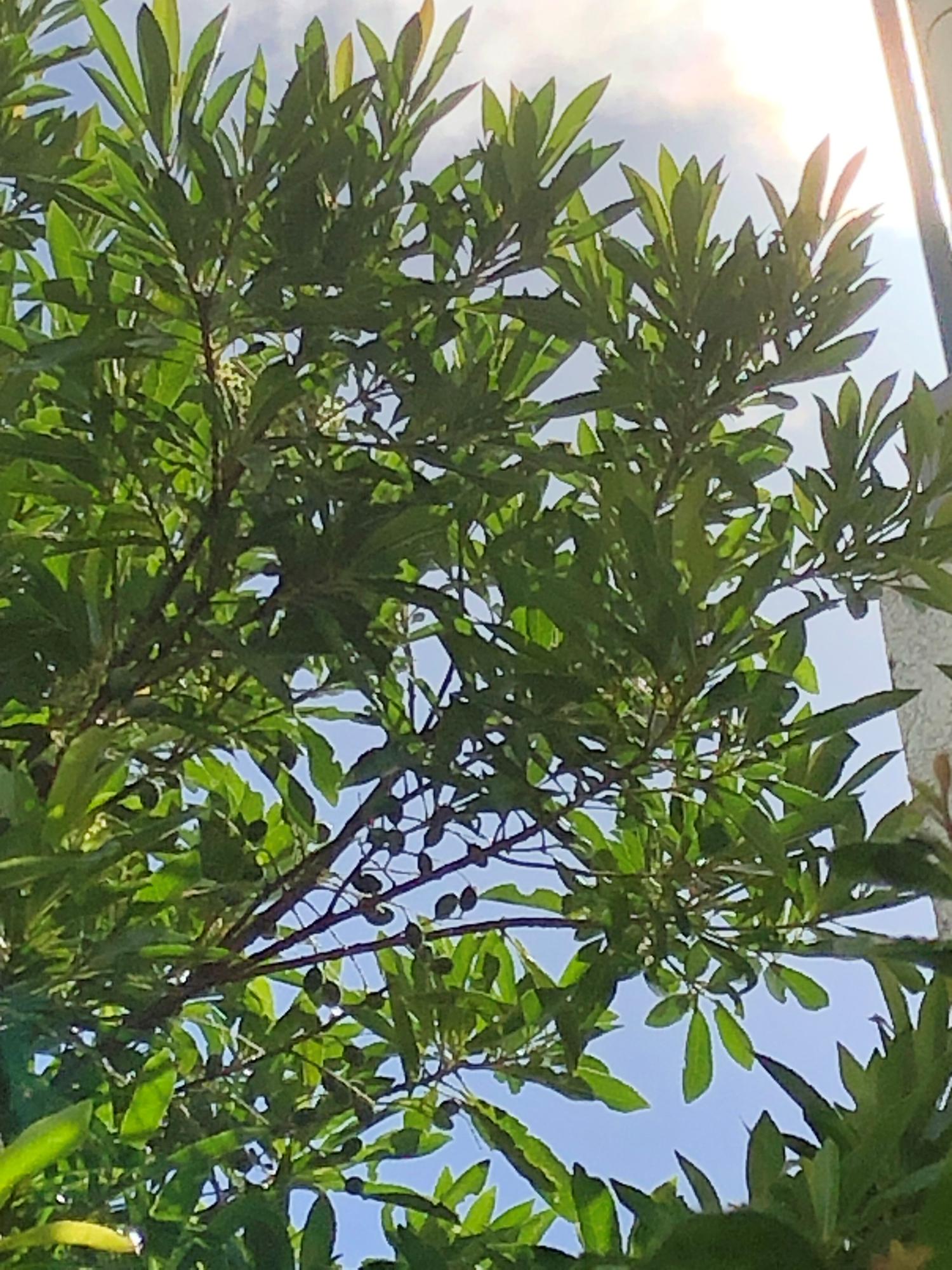 剪定する前のホルトの木