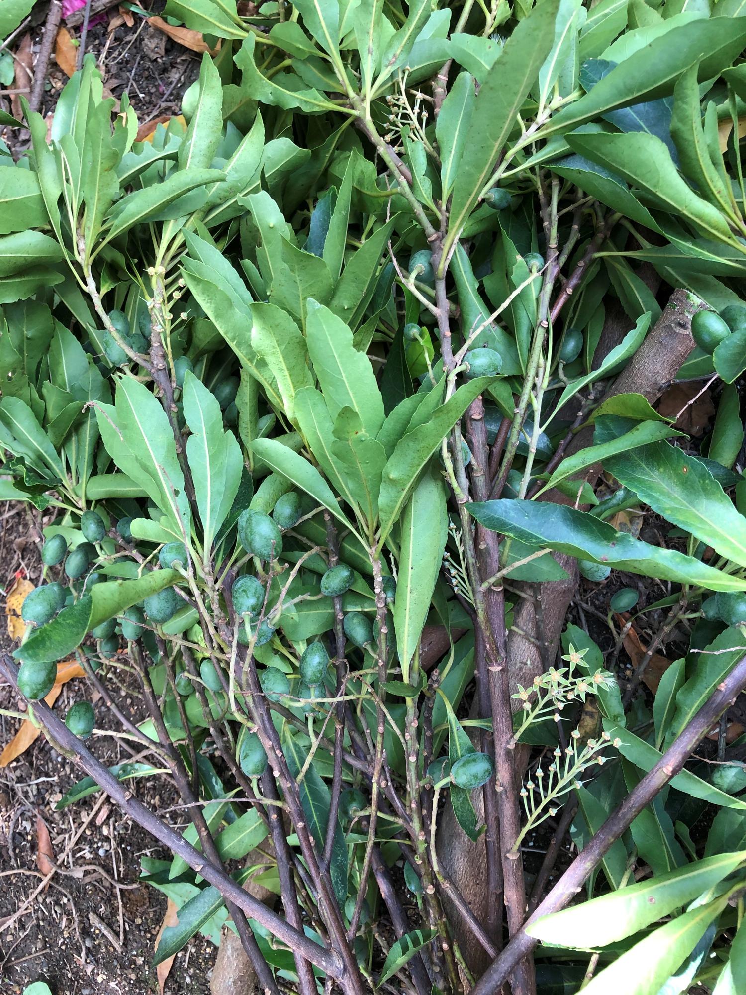 剪定した枝には花の花弁後と実