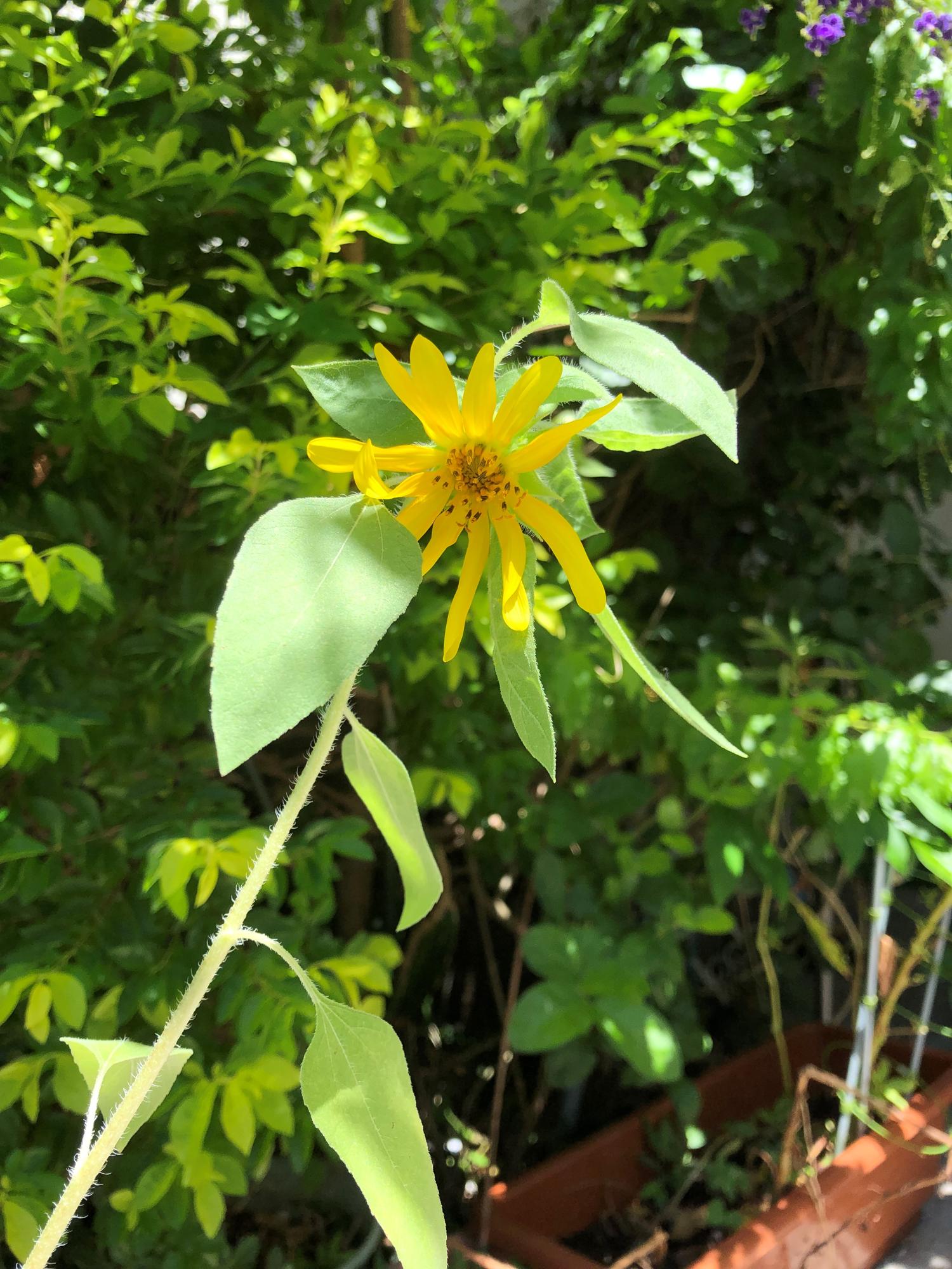 やっとこさ花が咲いたひ弱なひまわり