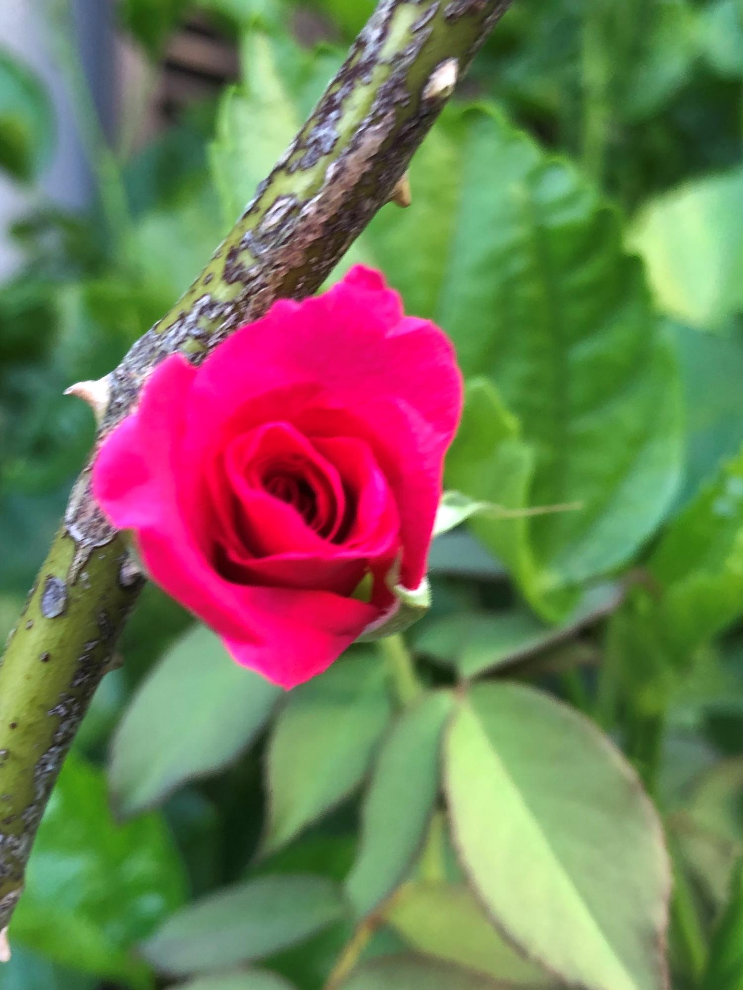 夏の薔薇は小さい