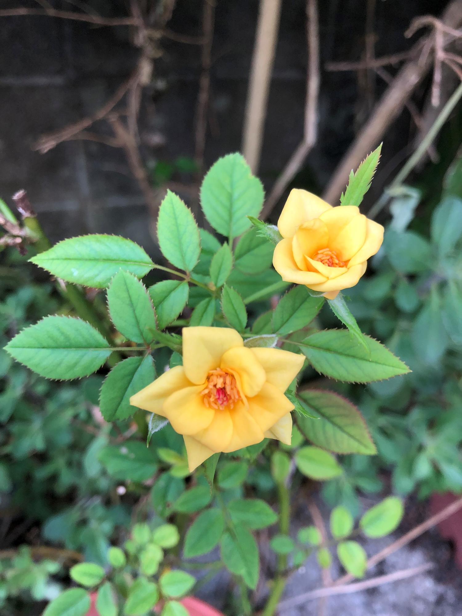 黄色い小さな薔薇