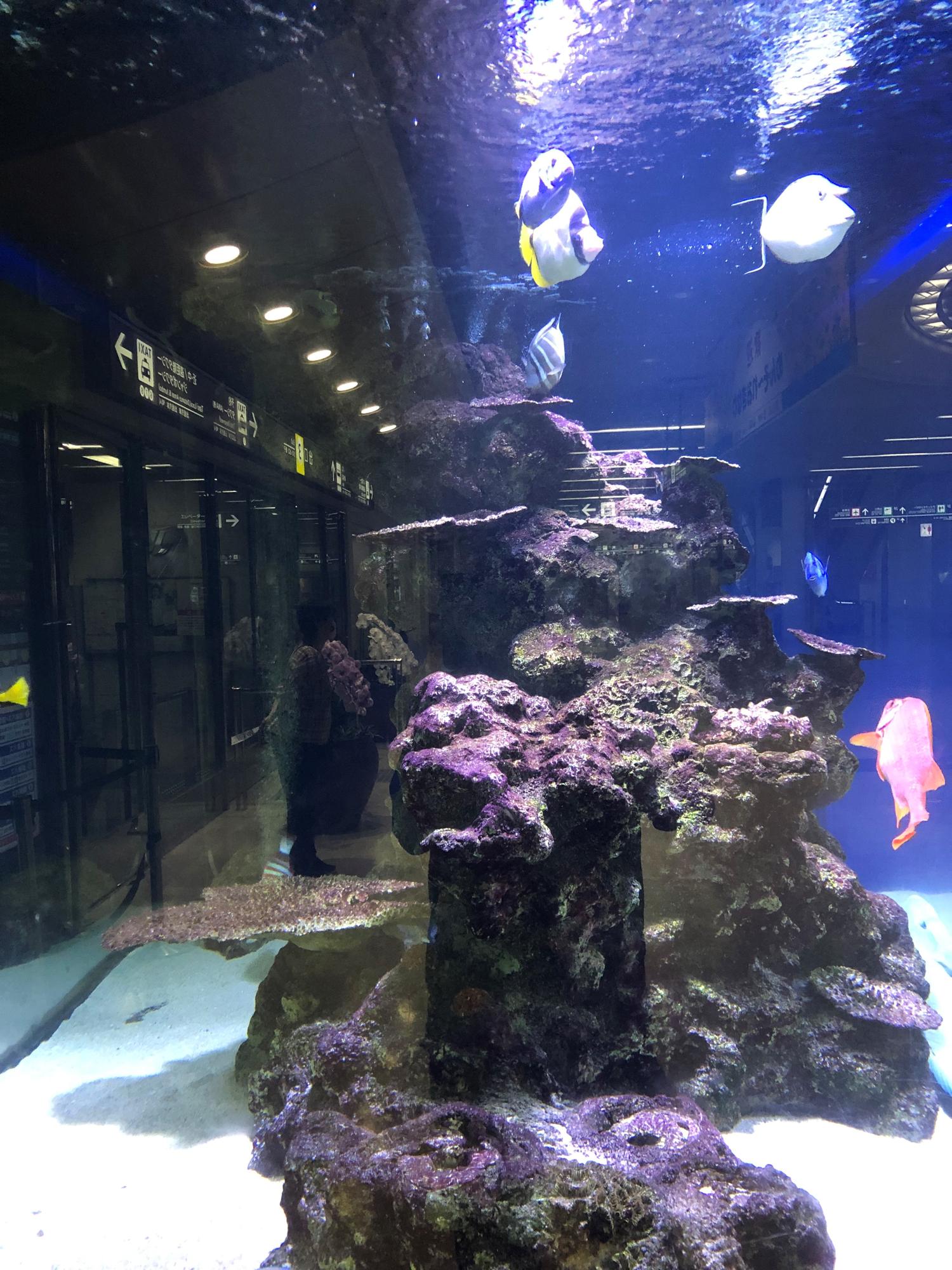 那覇空港ターミナルの水槽１