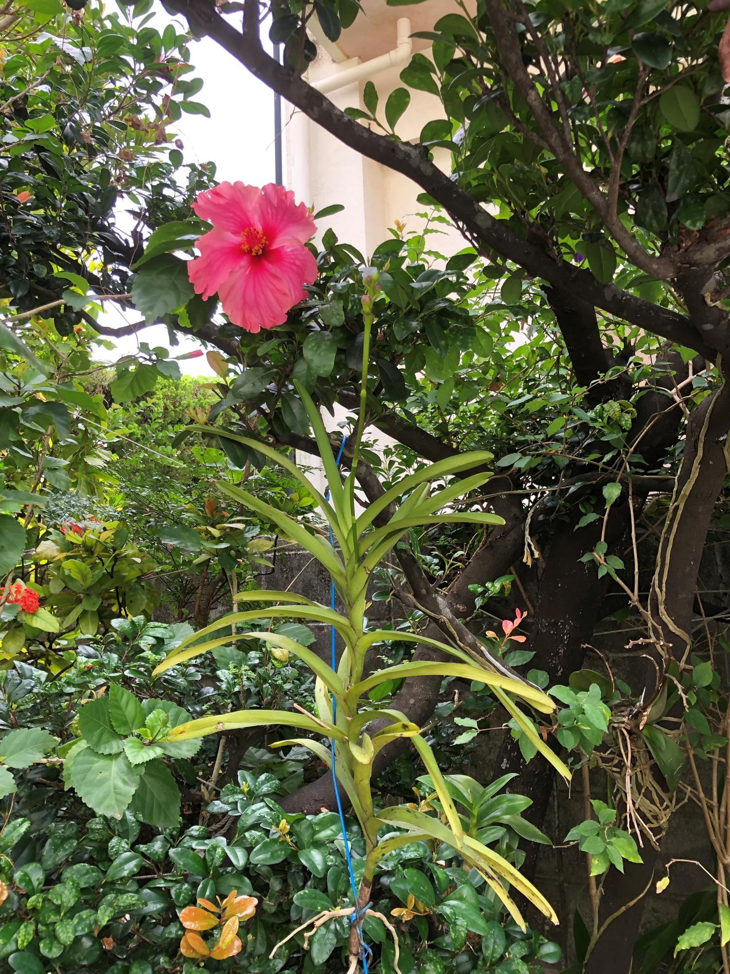 イェスタディの１１時０２分　バンダの花の蕾　午前中は晴れ