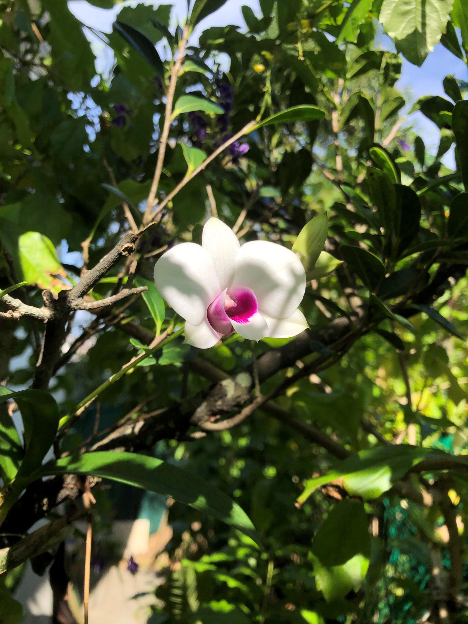 １０年前に着生させ初めて花を咲かせる