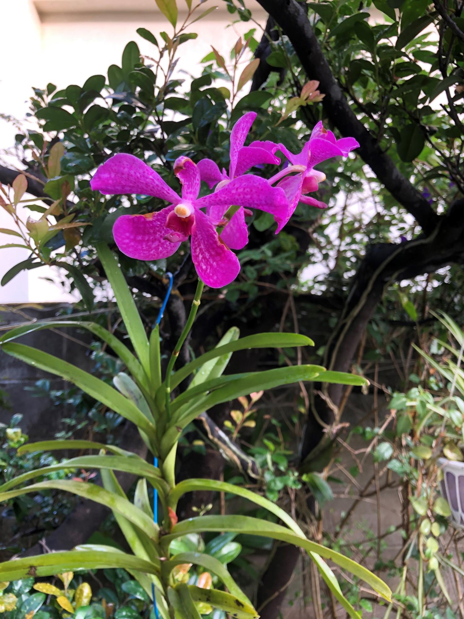 バンダの花が咲いた