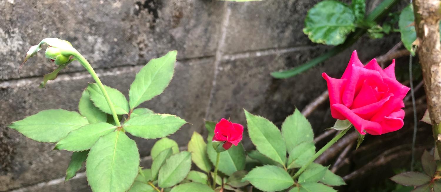 夏の薔薇の花（小粒）