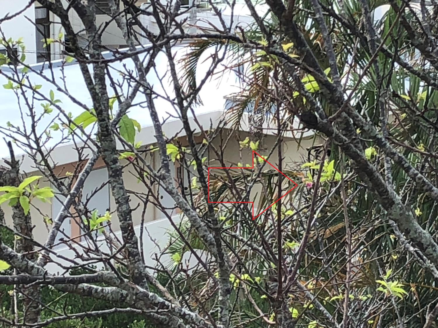 桜の花が咲いている