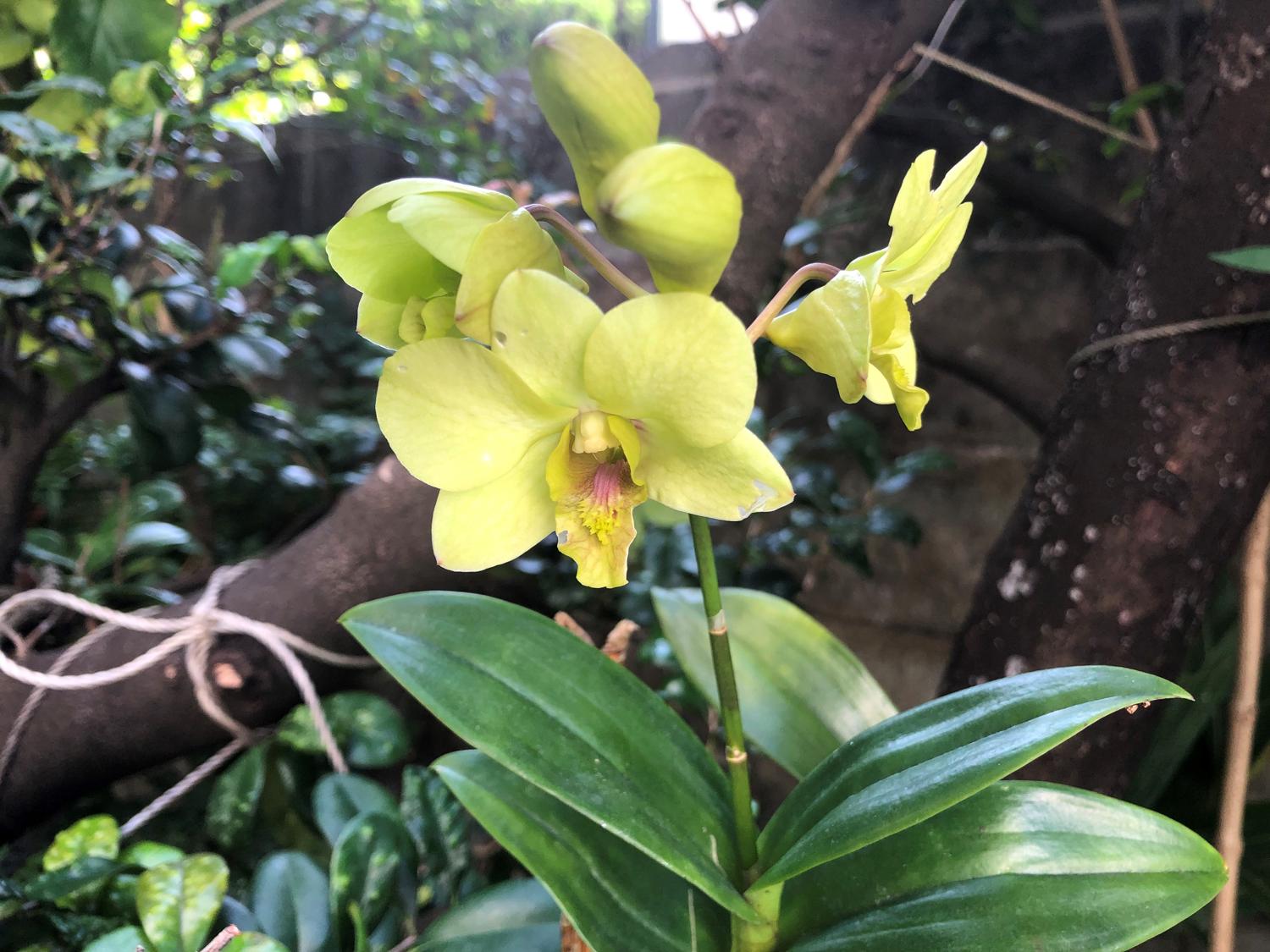花が３つ開く