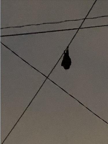 家の近くの電柱の線に留まるオオコウモリ