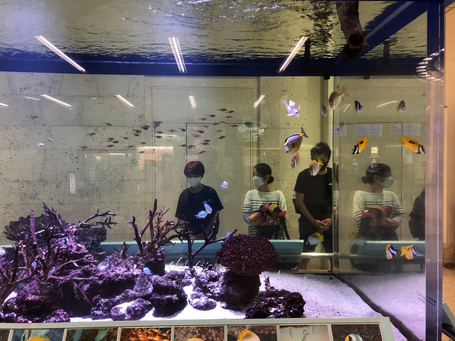 那覇空港の水槽２