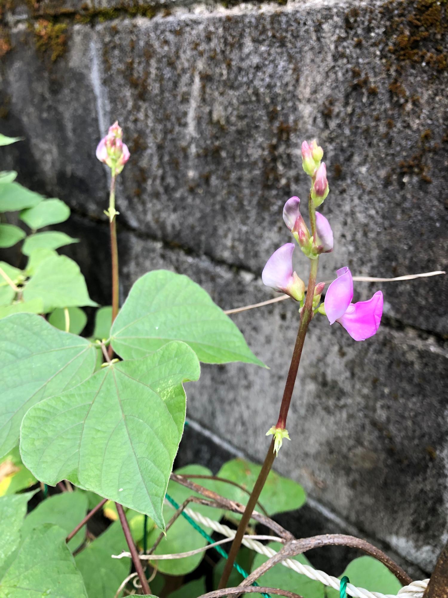 駐車場に咲いたマメ科の紫の花