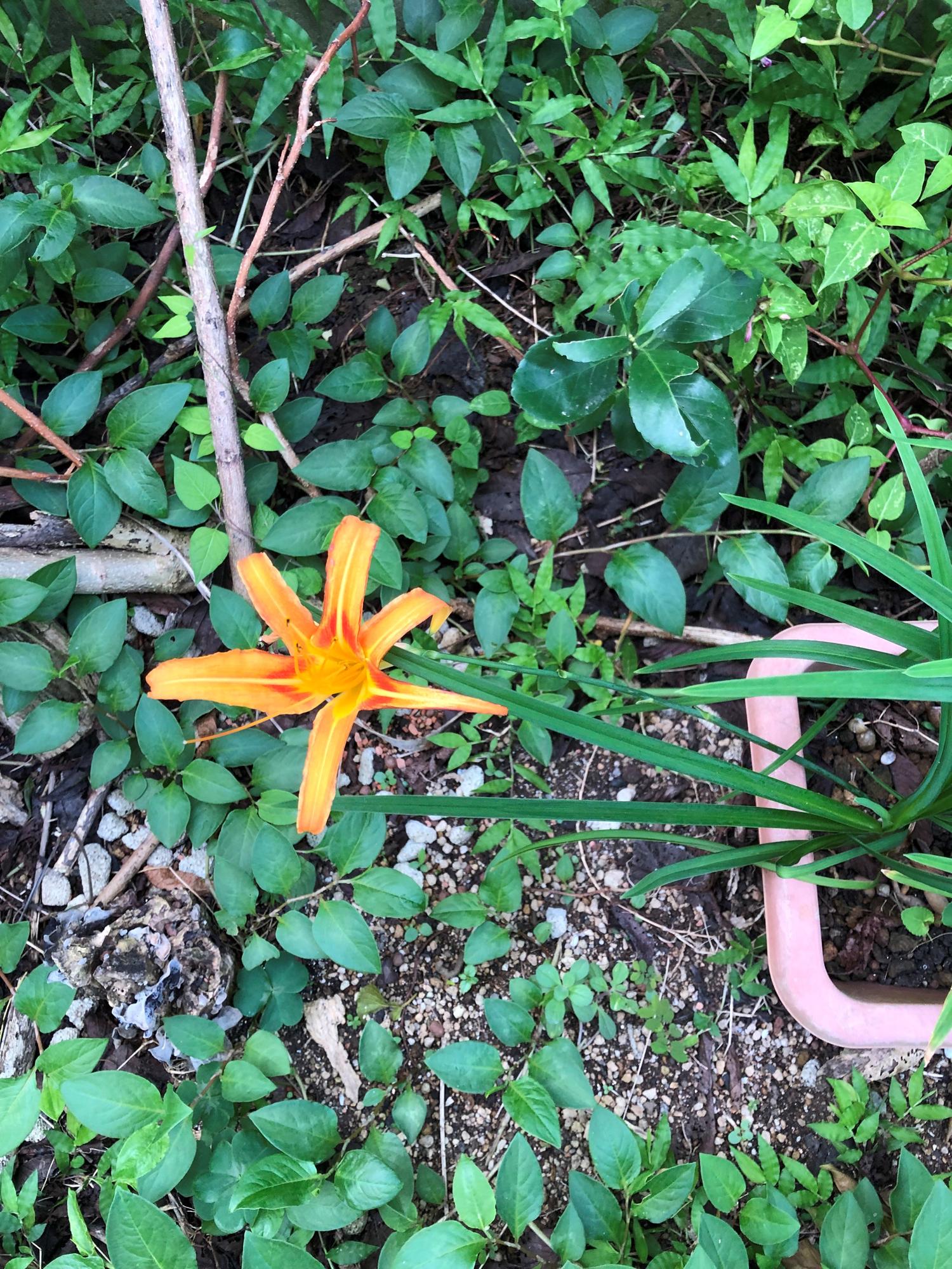 三鉢もあるのに花が咲くのは一株だけクワンソウ