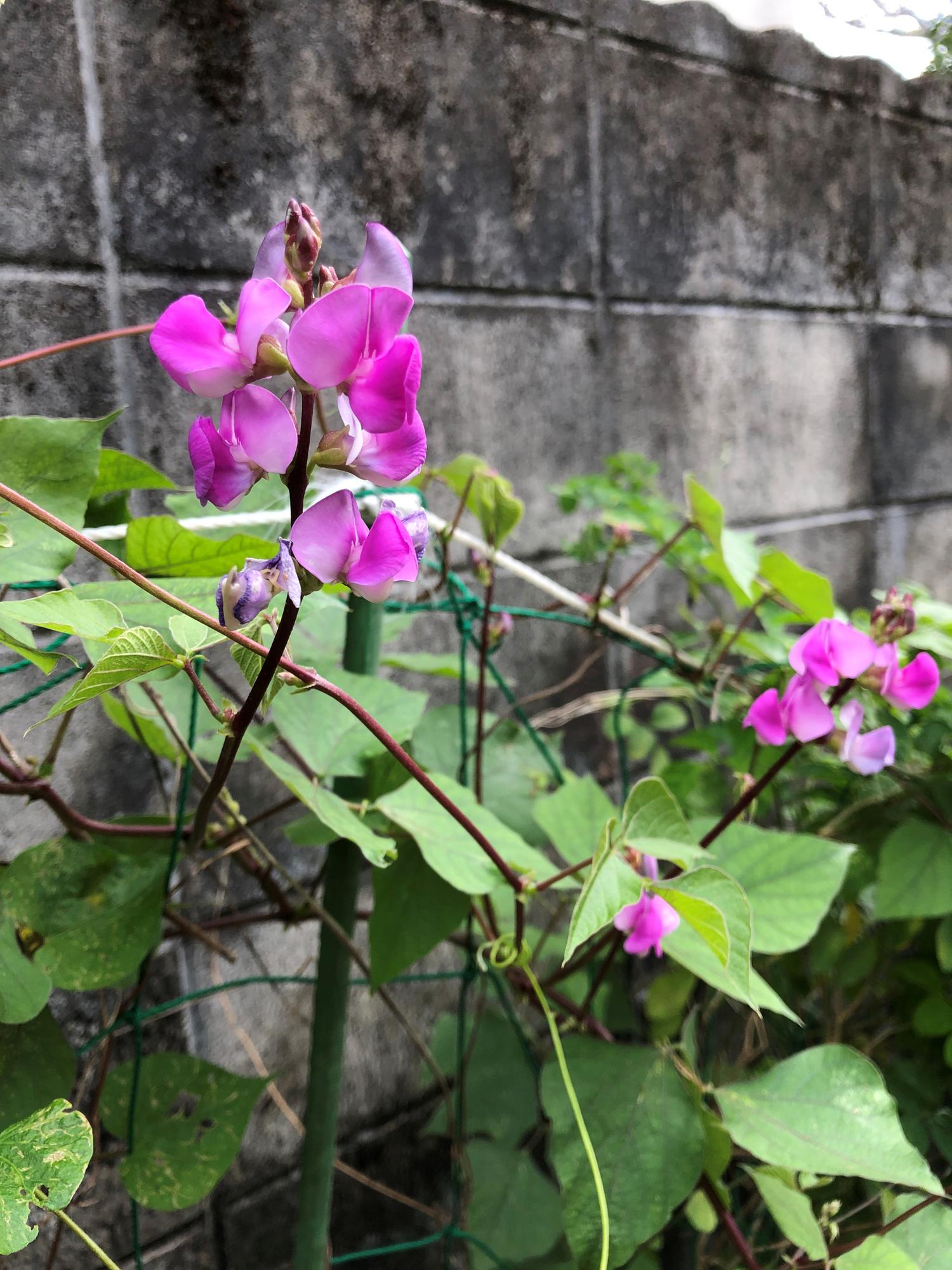 マメ科の花