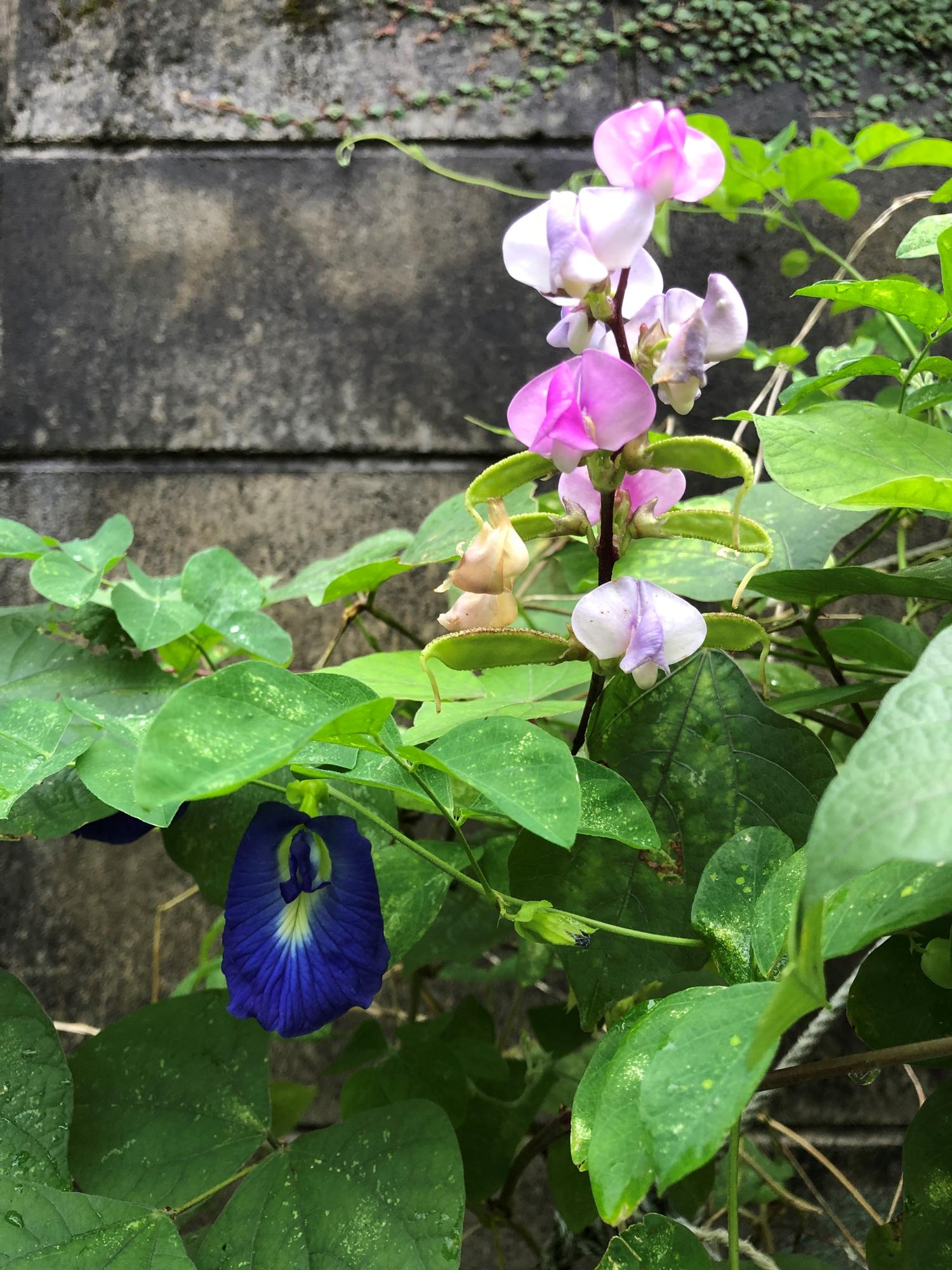 マメ科の花たち
