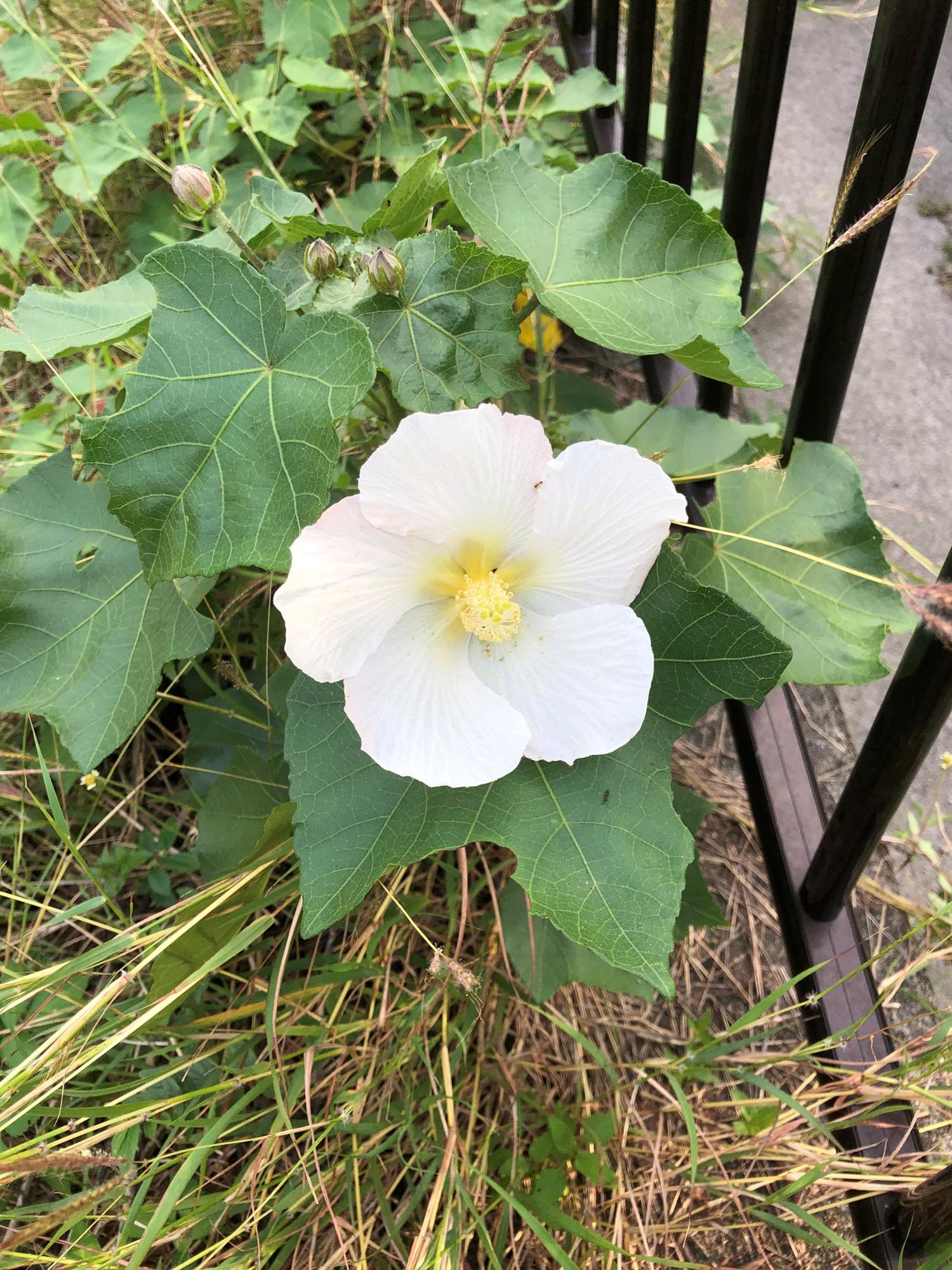 道端の雑草の花