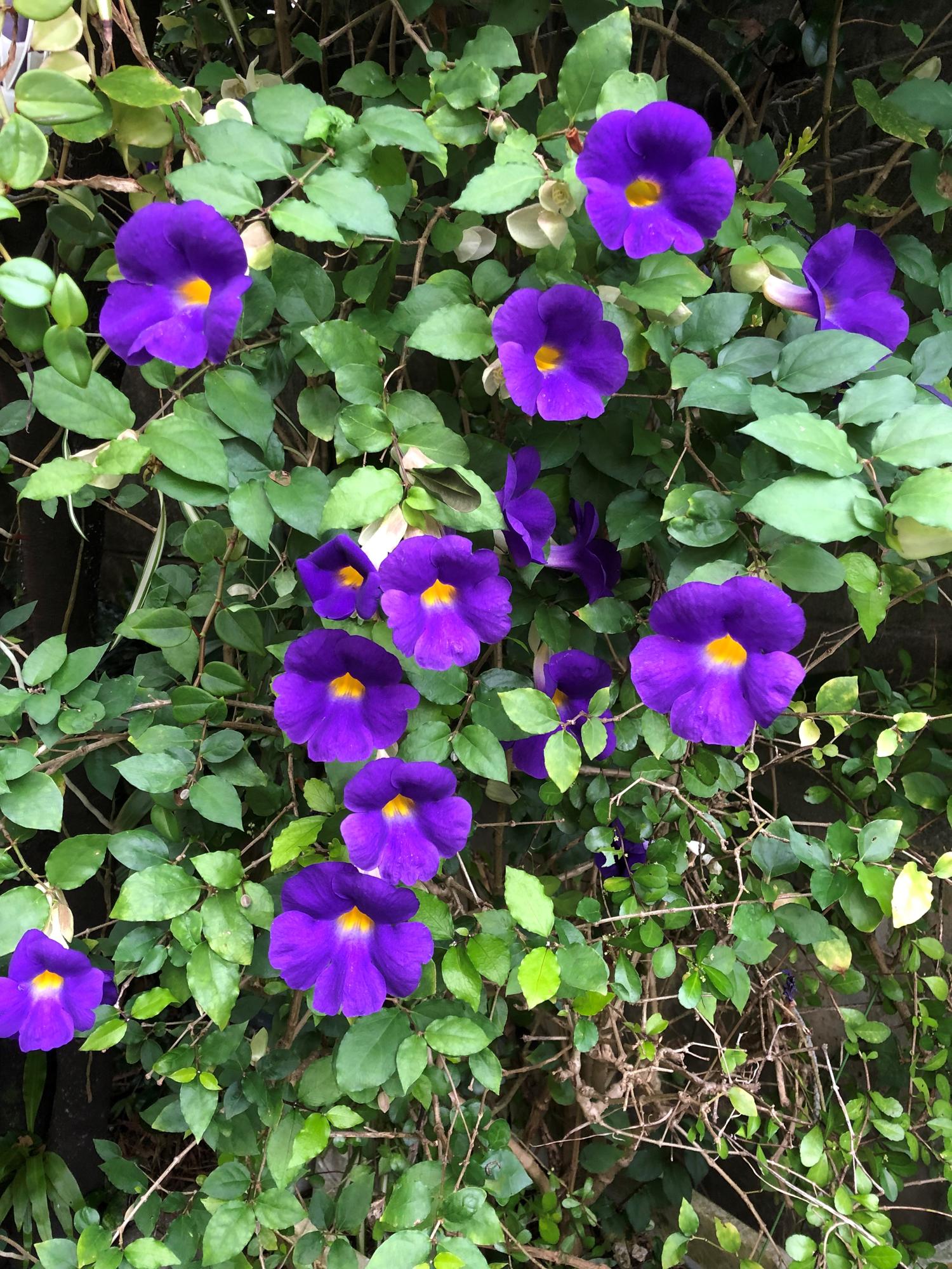 駐車場のすみれ色の花 コダチヤハズカズラ