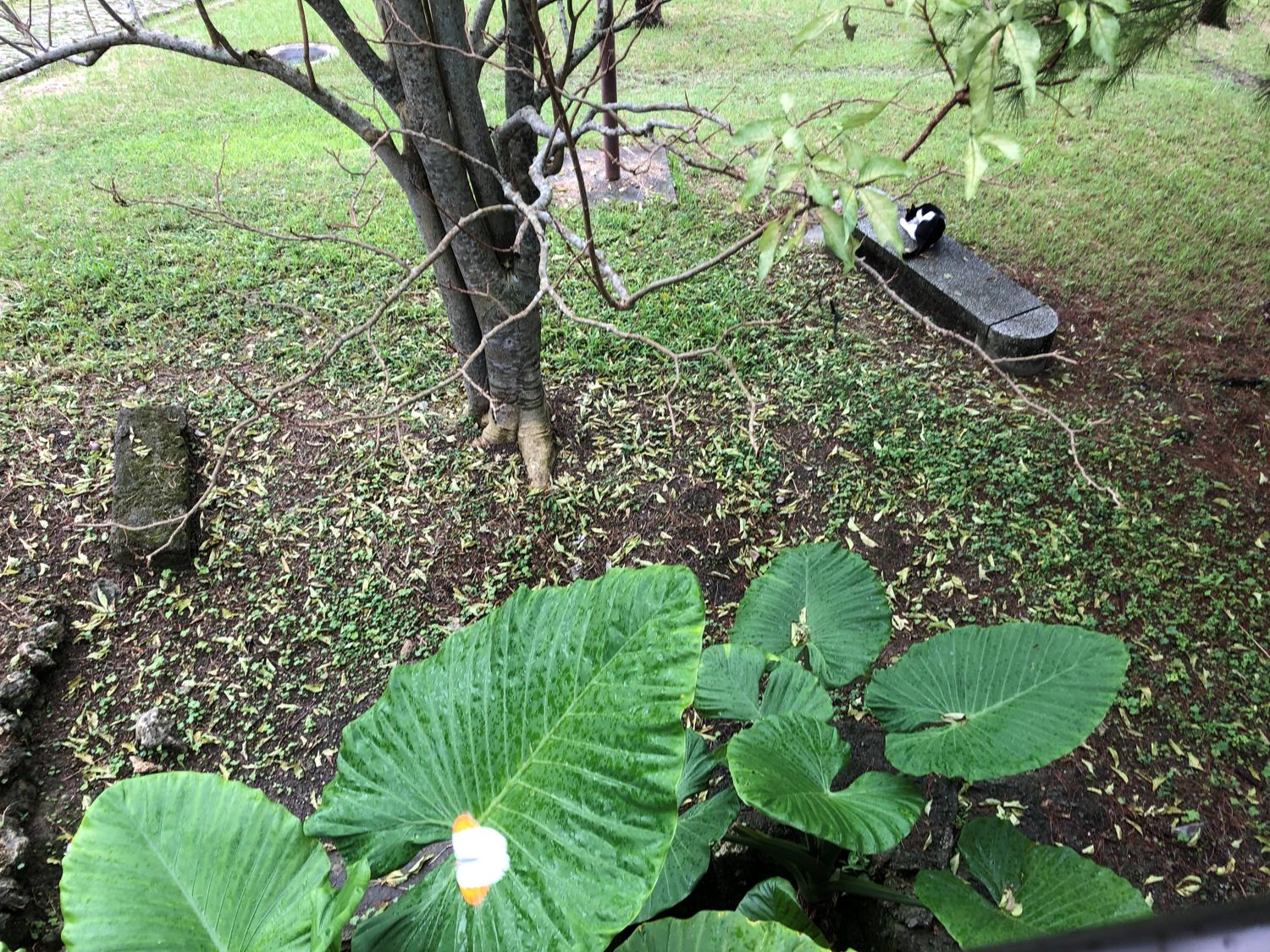 シマベニ蝶とクワズイモ