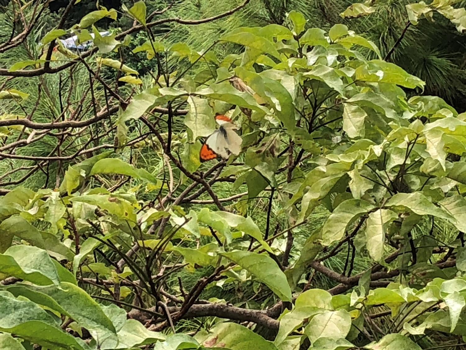 木にとまったシマベニ蝶