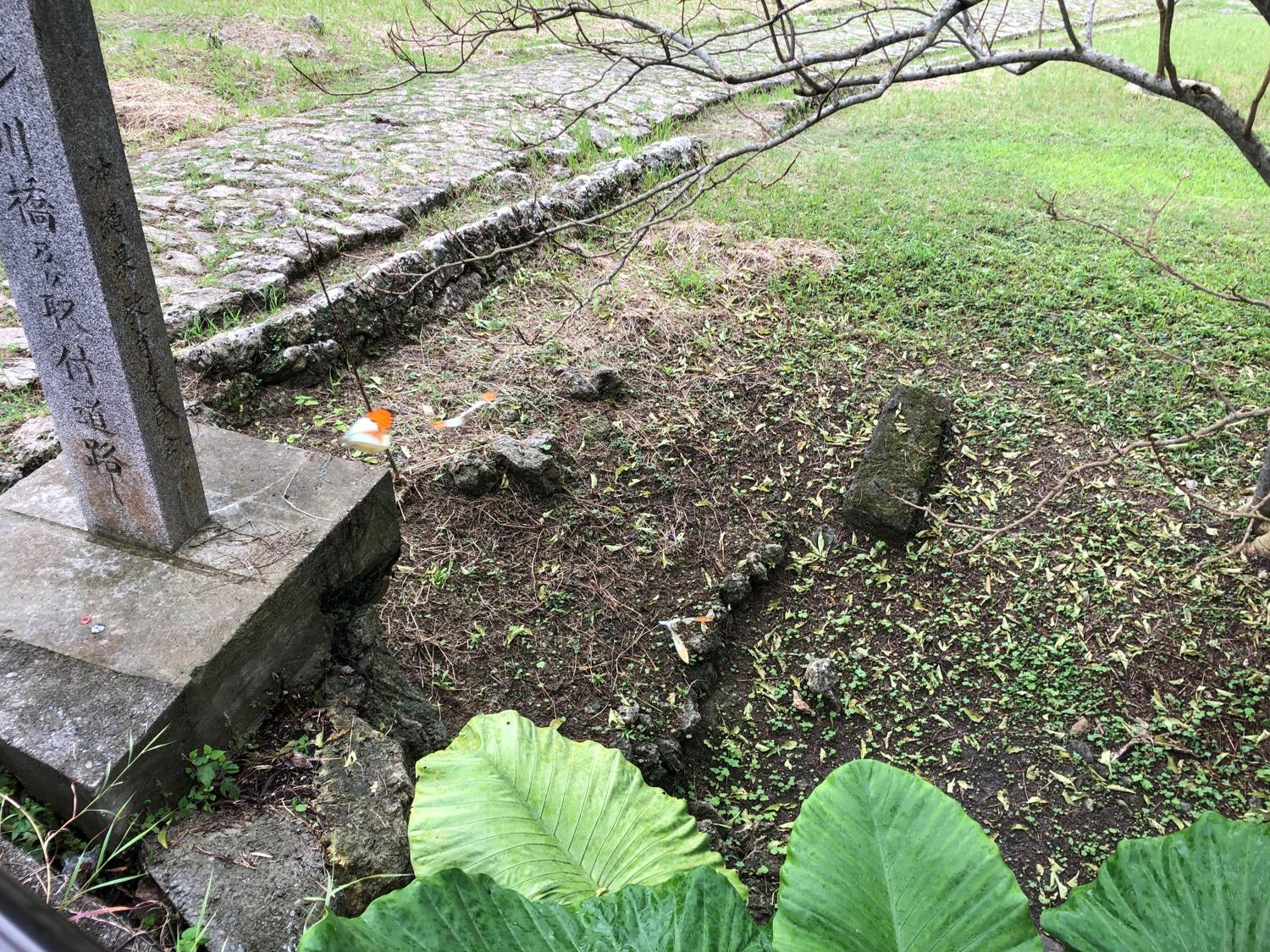 三頭のシマベニ蝶