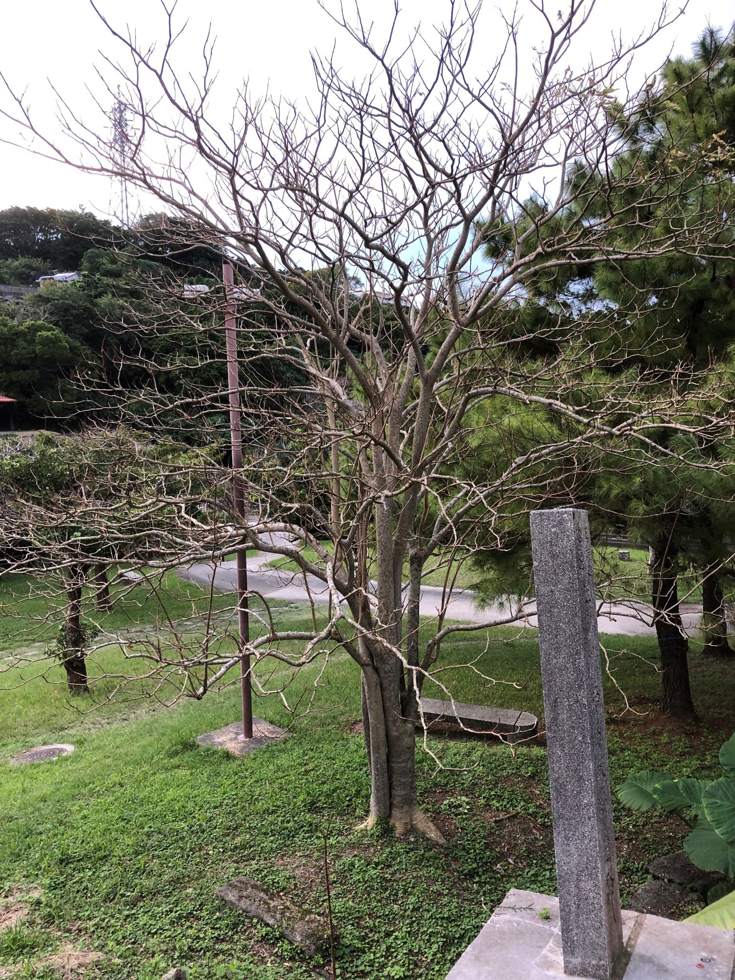 葉がすっかりなくなった冬木