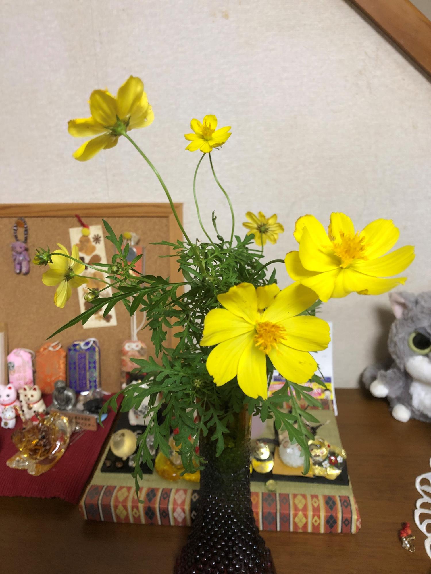 強風で枝が折れたコスモスの花