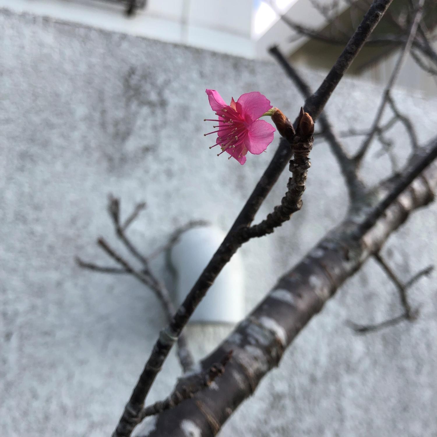今年最後の桜の花