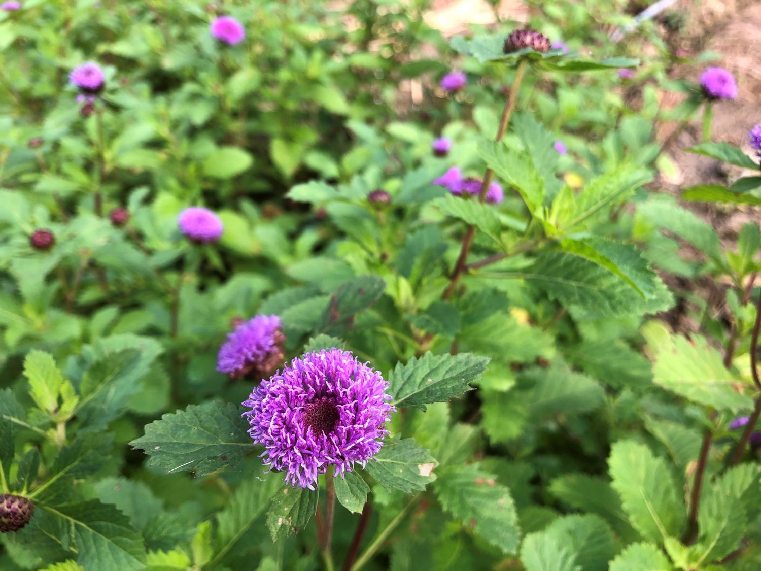 青紫の花