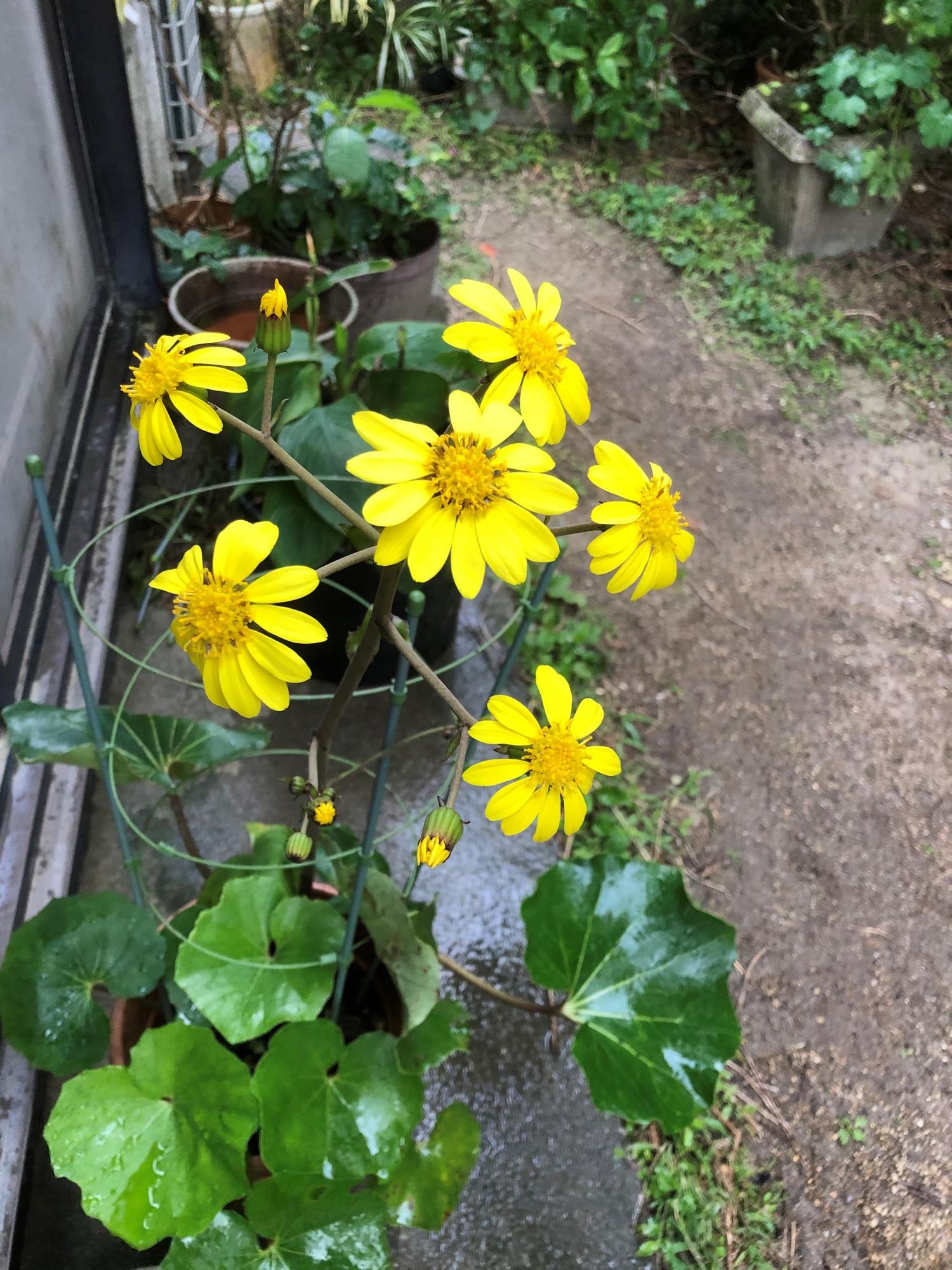 ツワブキの花が咲く