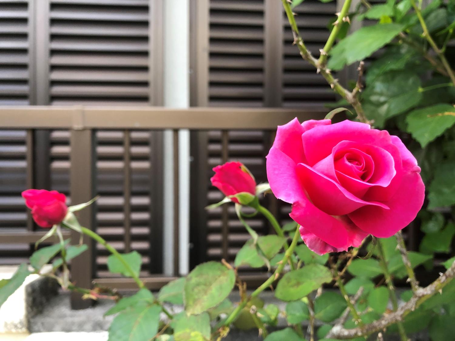 ３つの薔薇