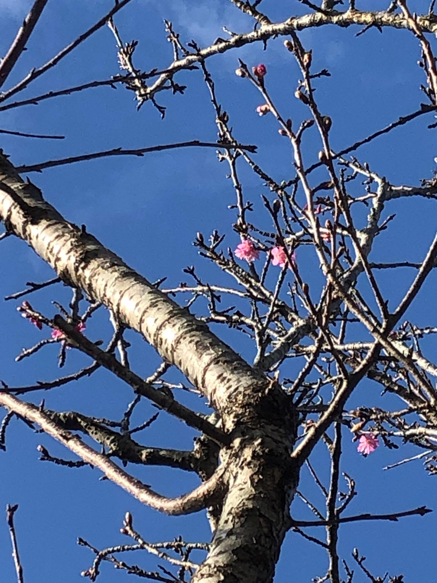 徐々に開花している