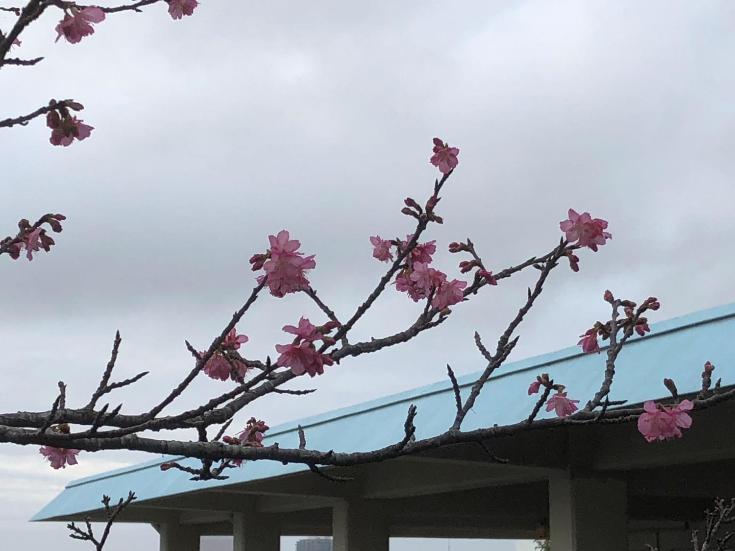 風呂場から見える夕闇の桜