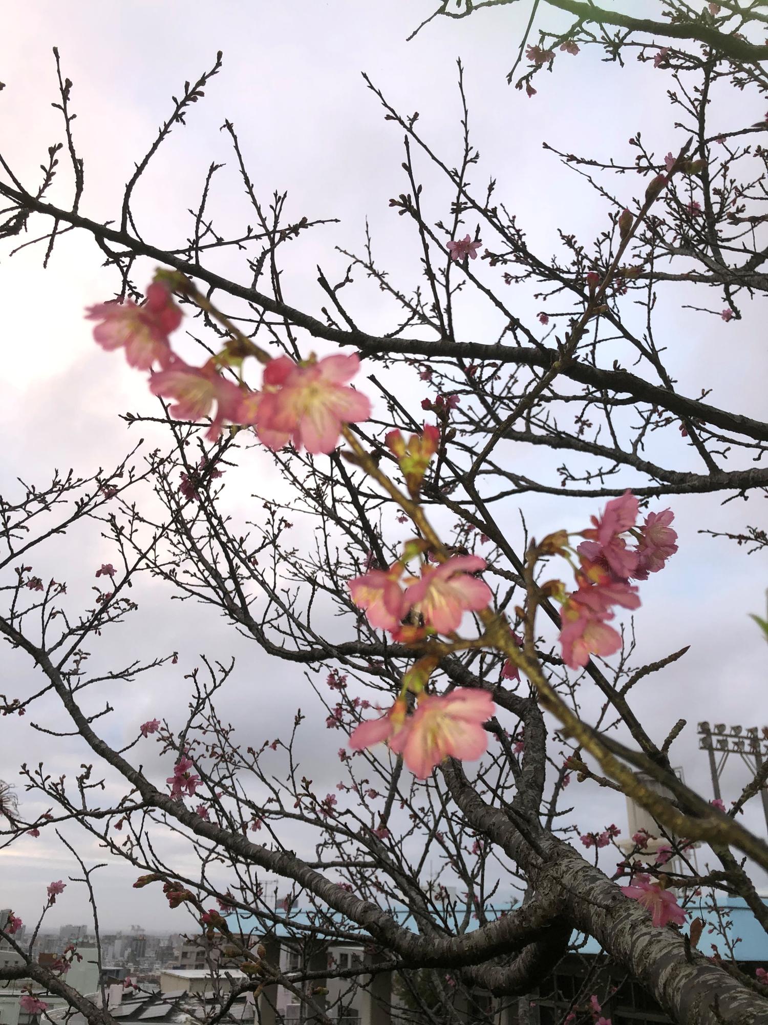 フラッシュした桜１