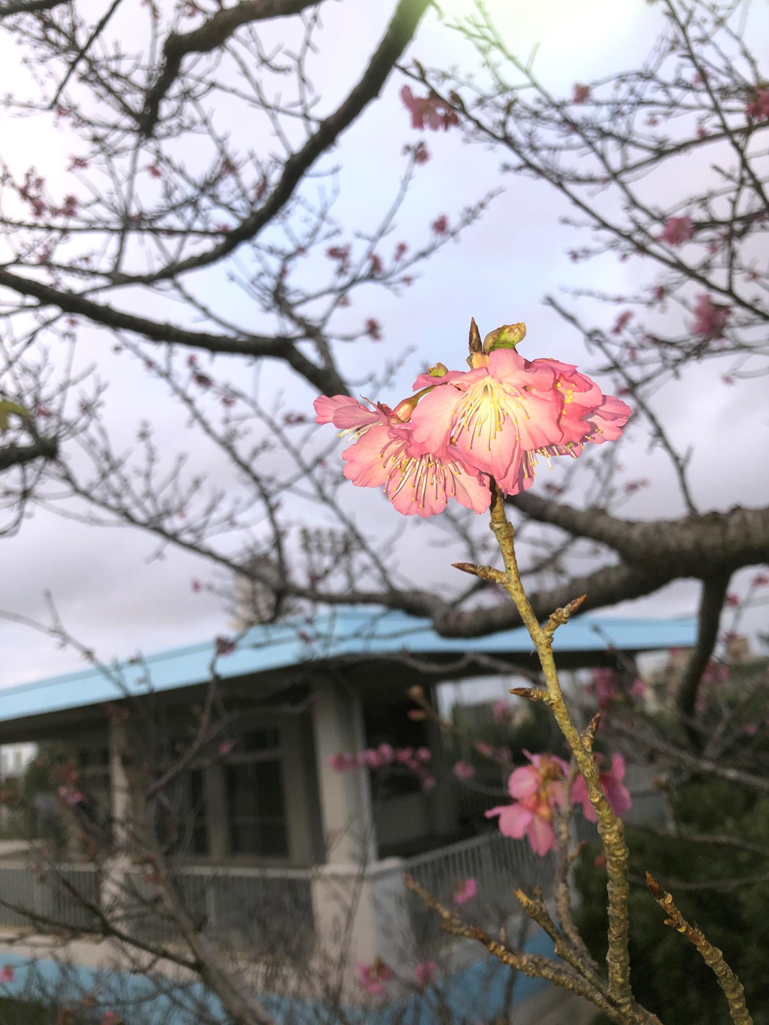 フラッシュした桜２