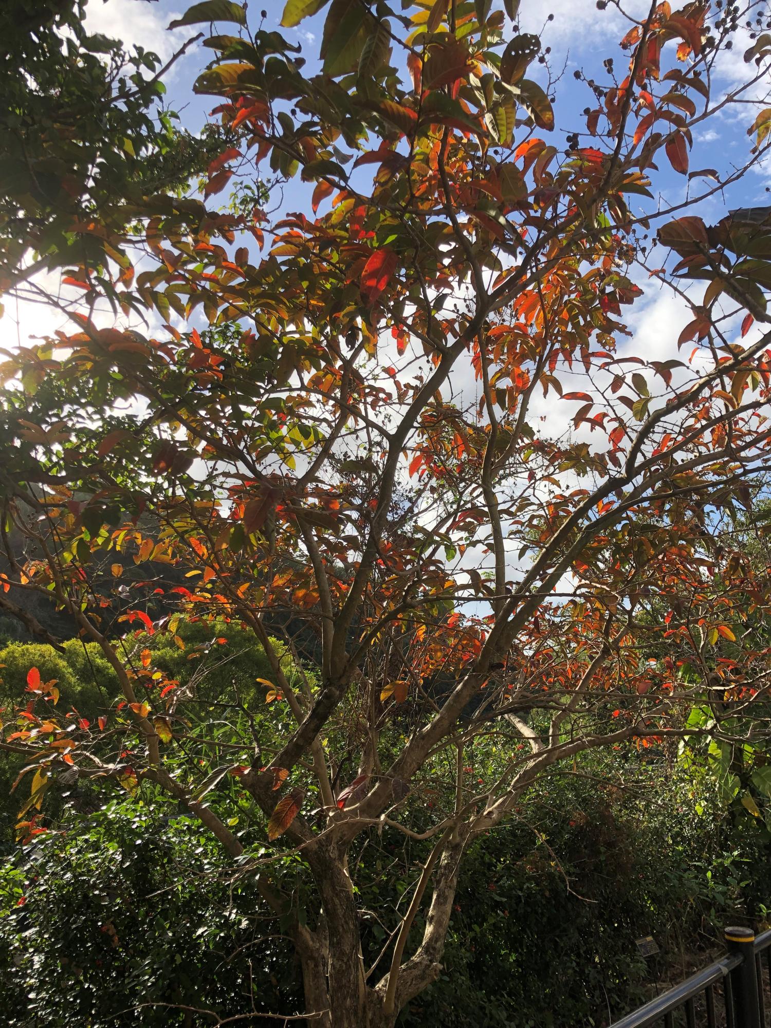 先週の土曜日（1月14日)撮影　紅葉している