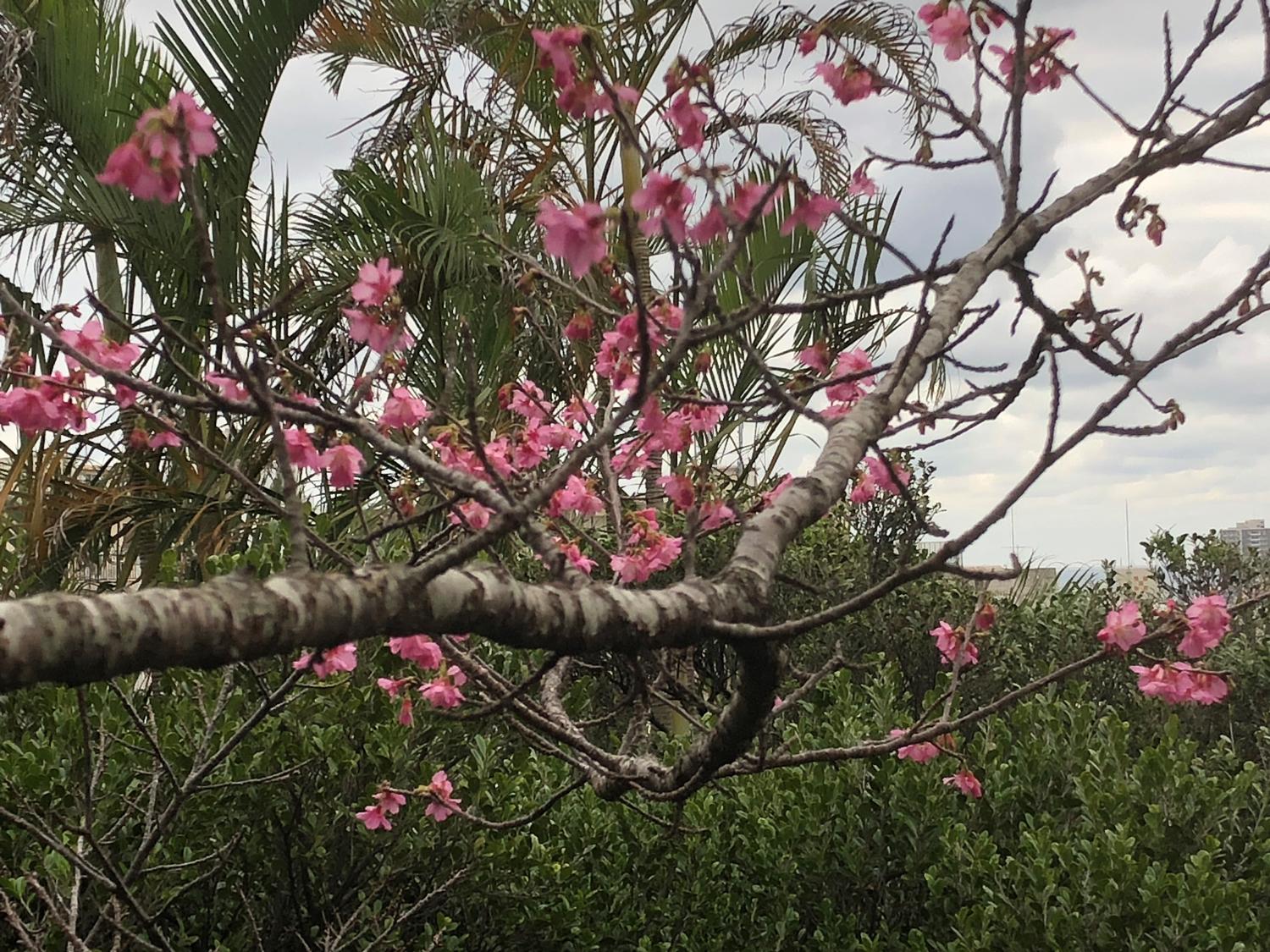 塀からみた桜の枝