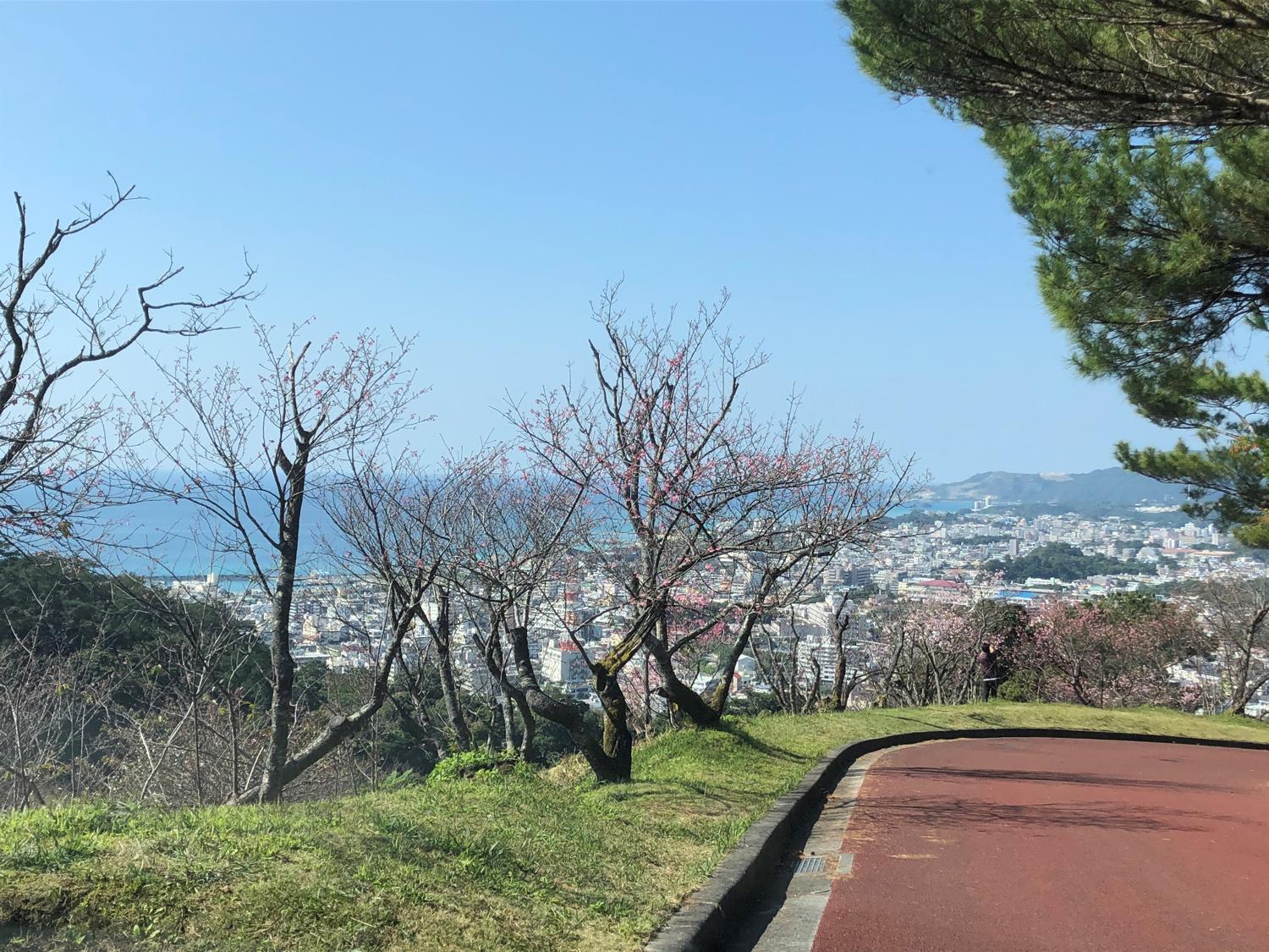 名護岳から桜をみる　本部半島が見える