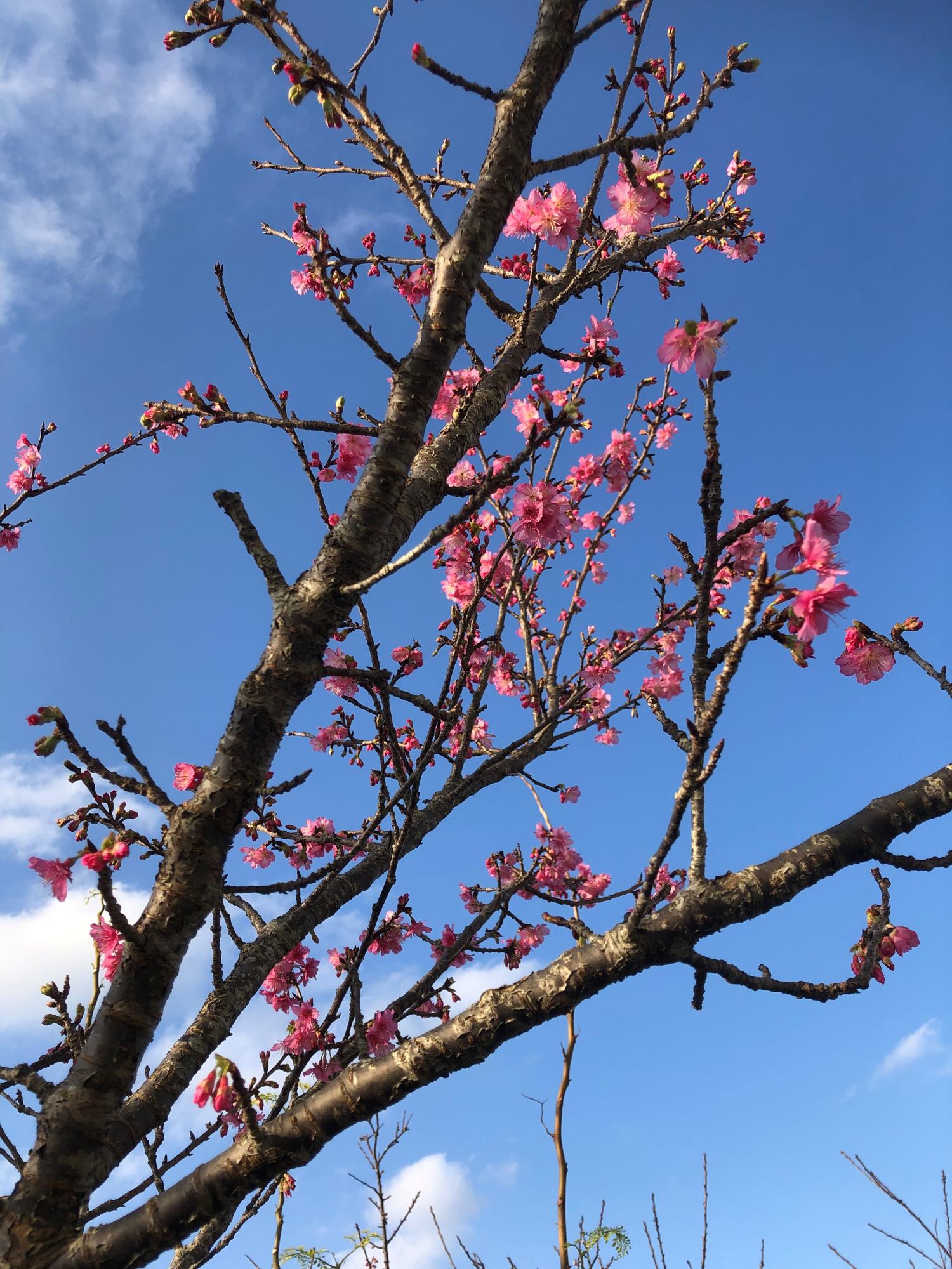 風呂場の上から４　まだ蕾がある