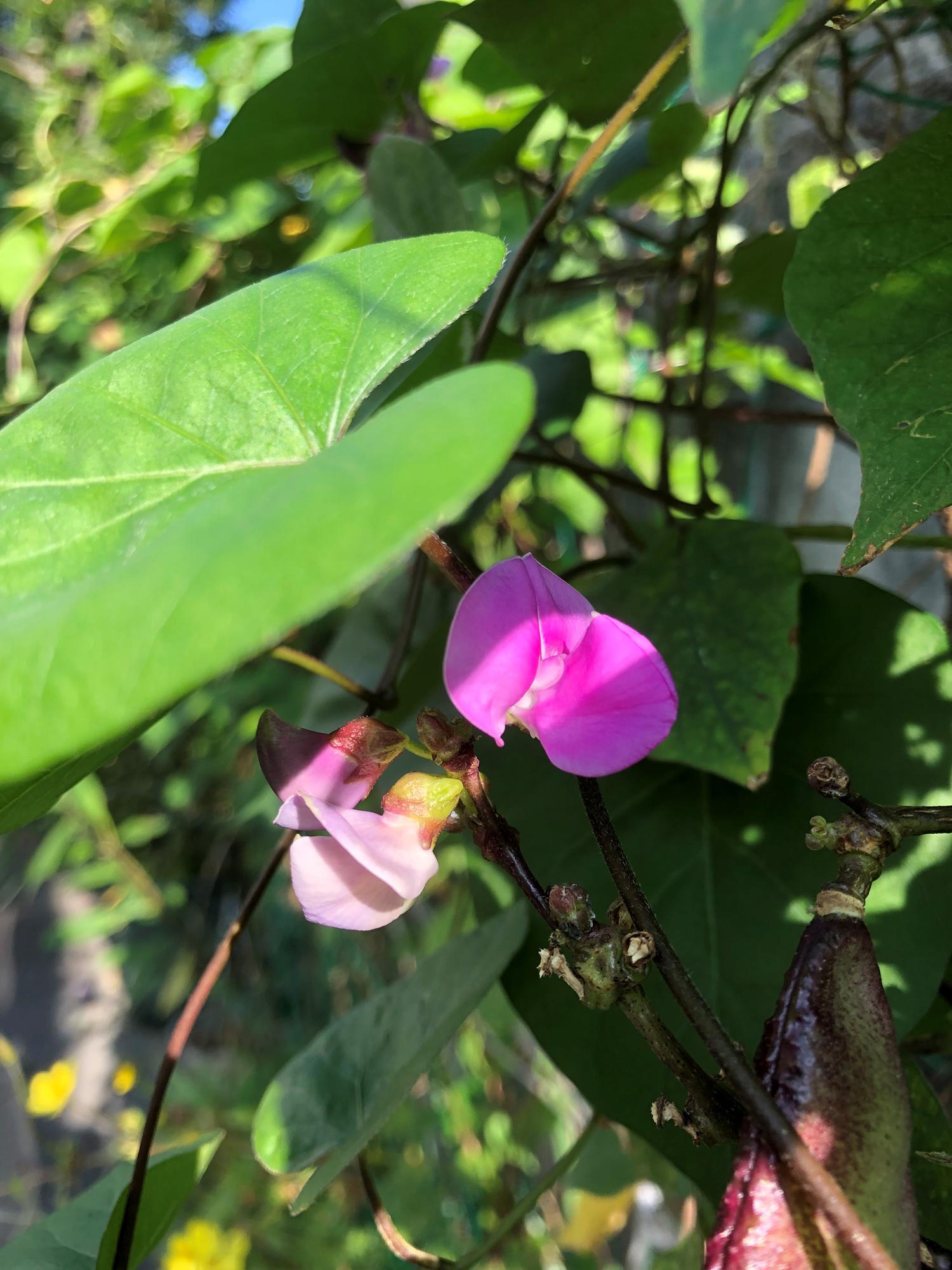 藤豆の花