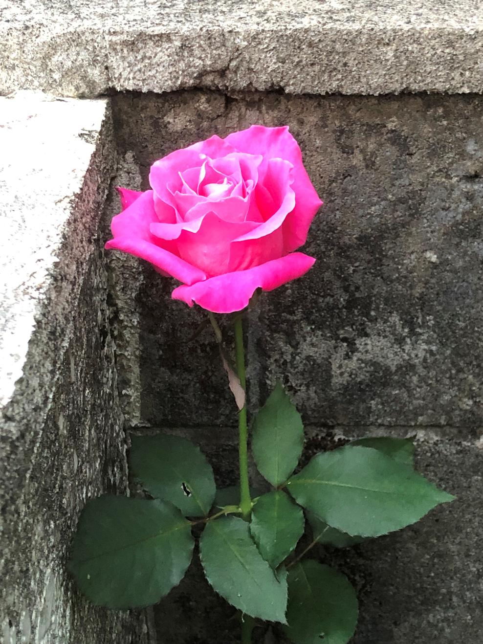 １月３０日（月曜日）