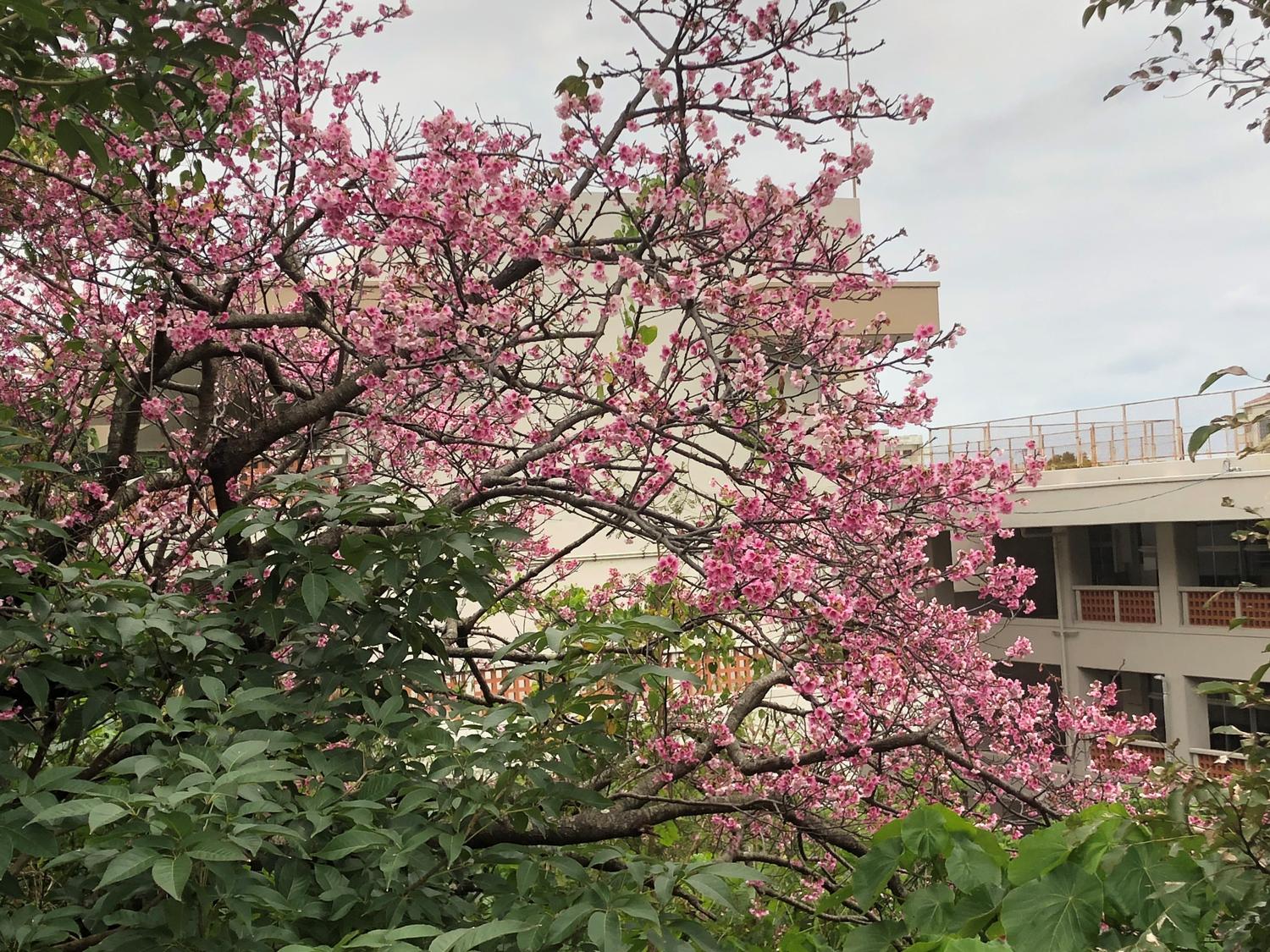 松城中近くの桜