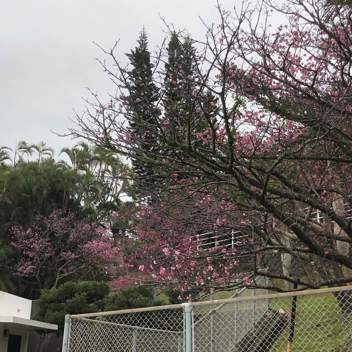 繁多川公園の桜