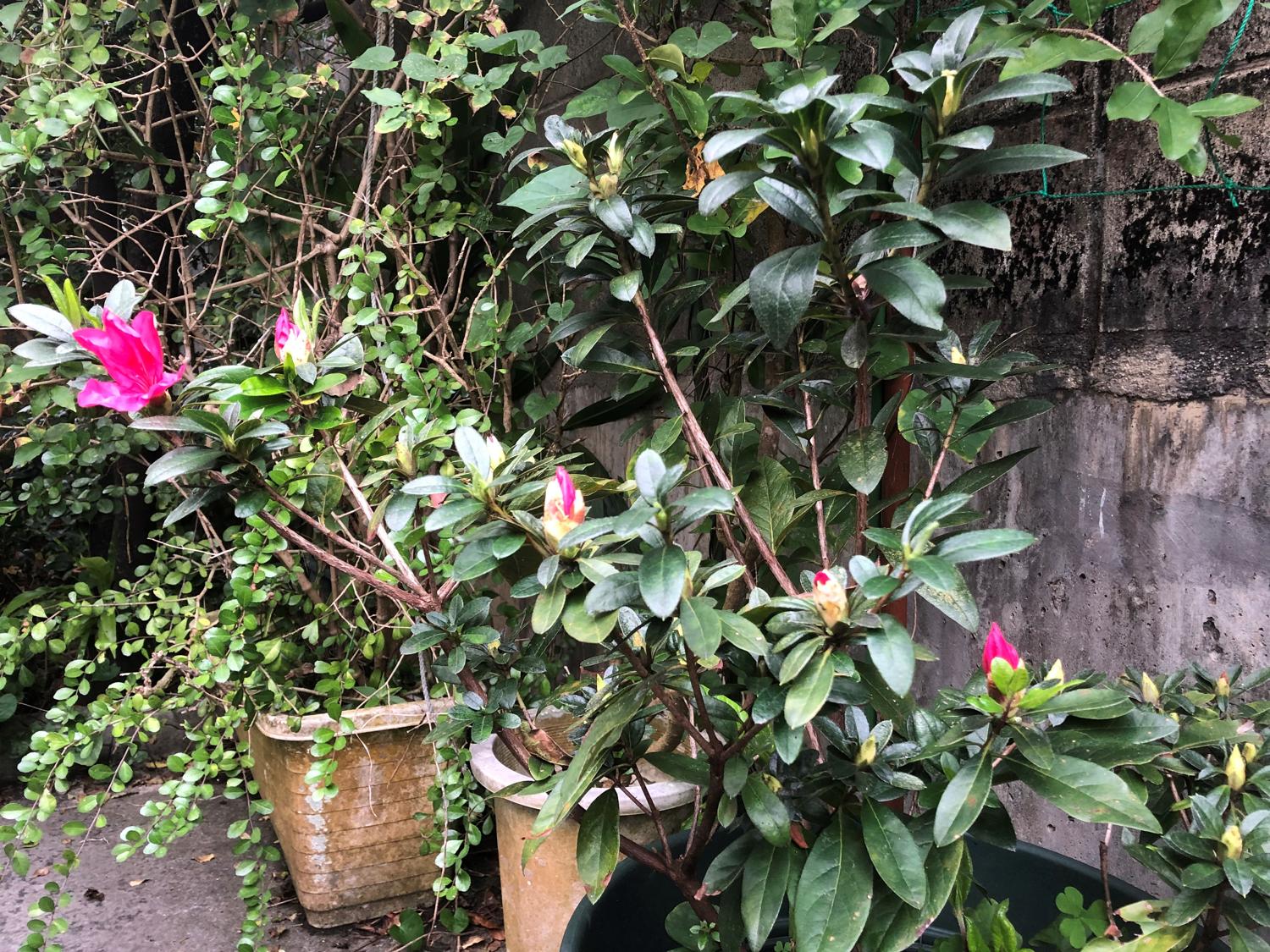 咲き始めたツツジの花