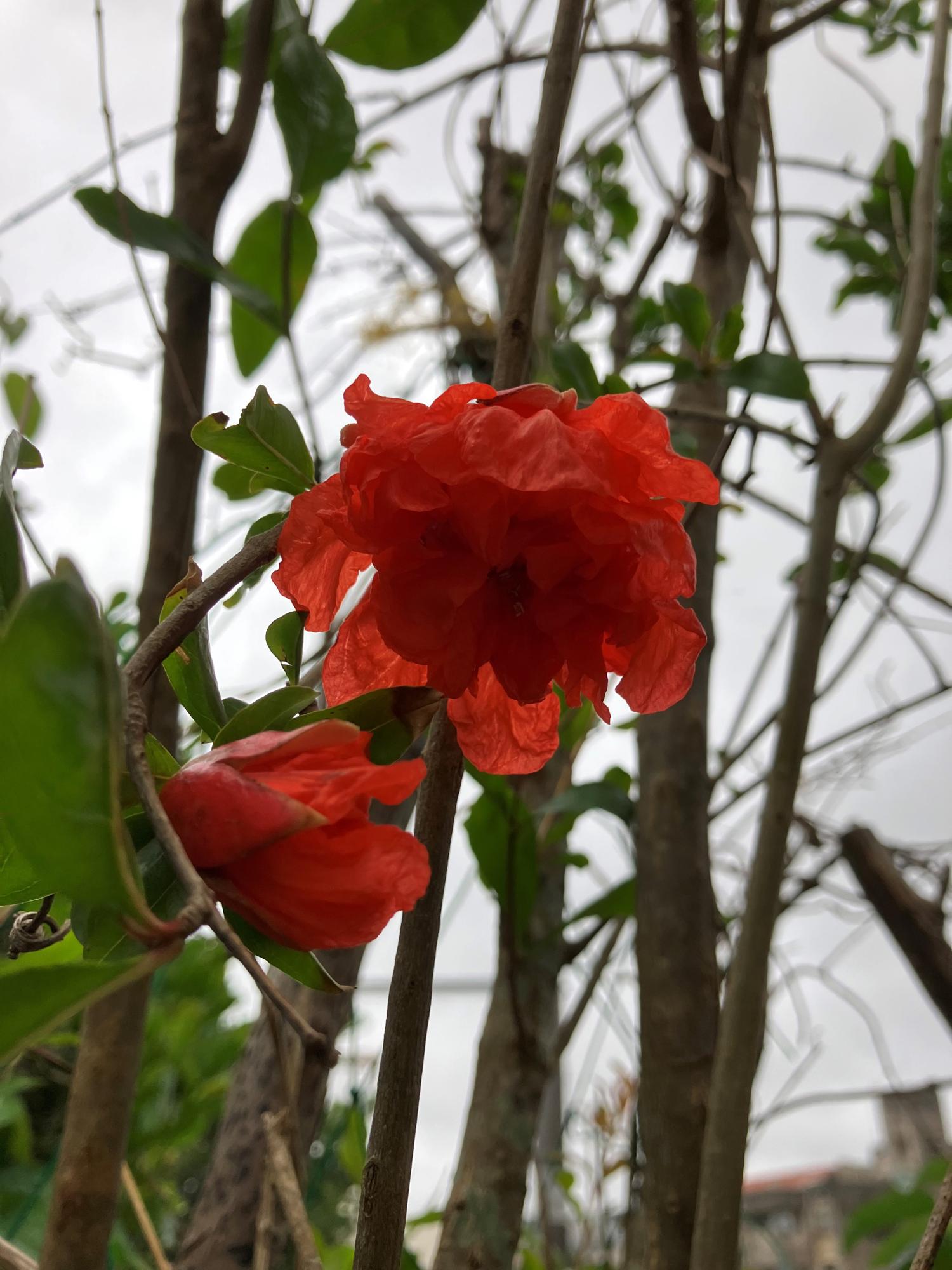 柘榴の花