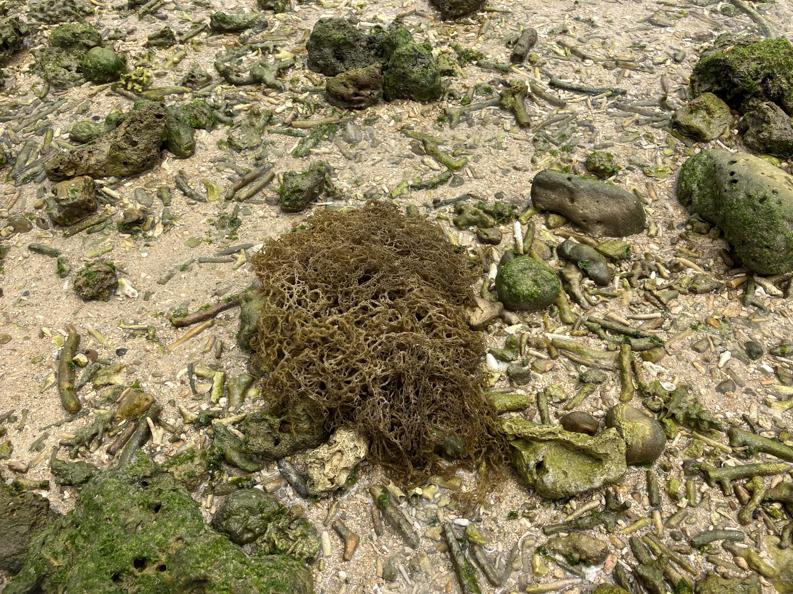 残念ながら海藻はモウイやモズクでもない