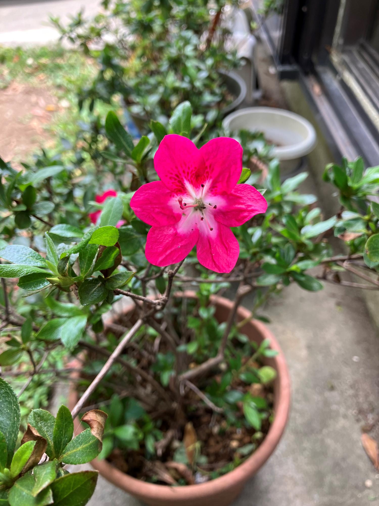 サツキの花が咲いた