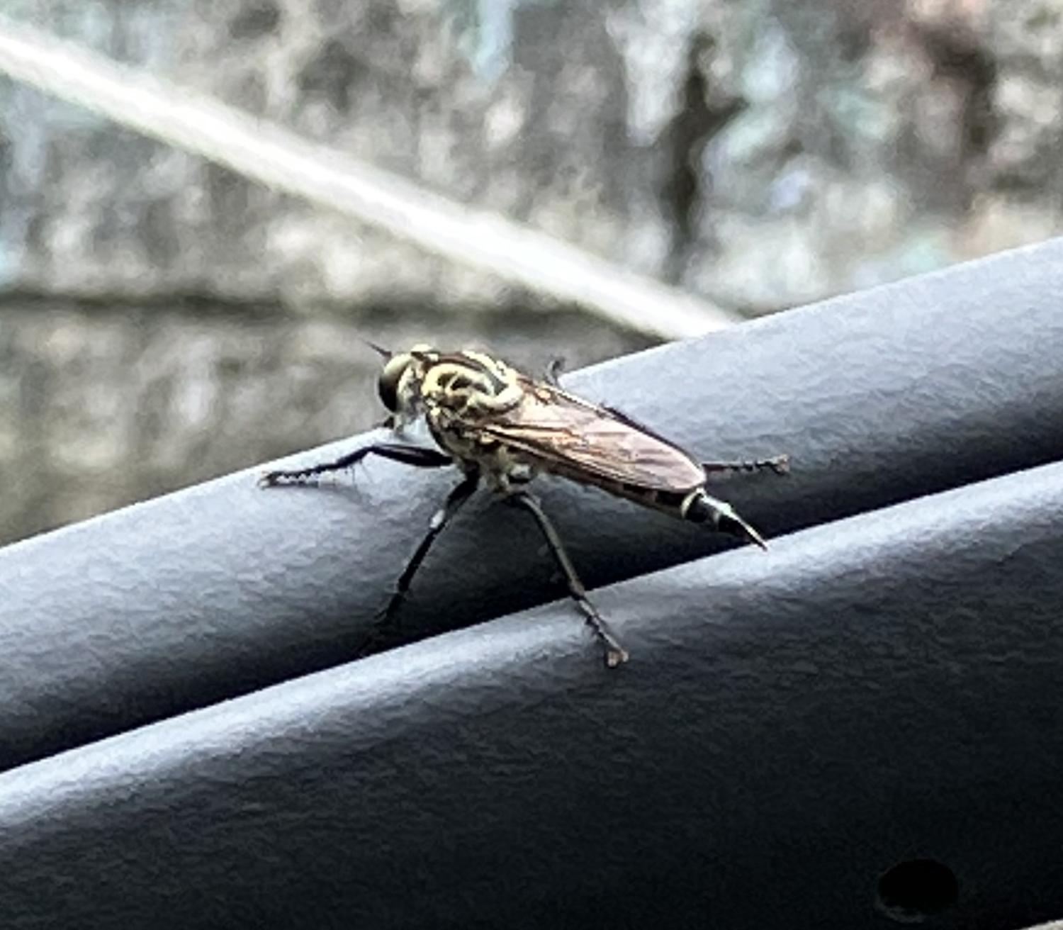 刺された蜂が、車のドアにいた