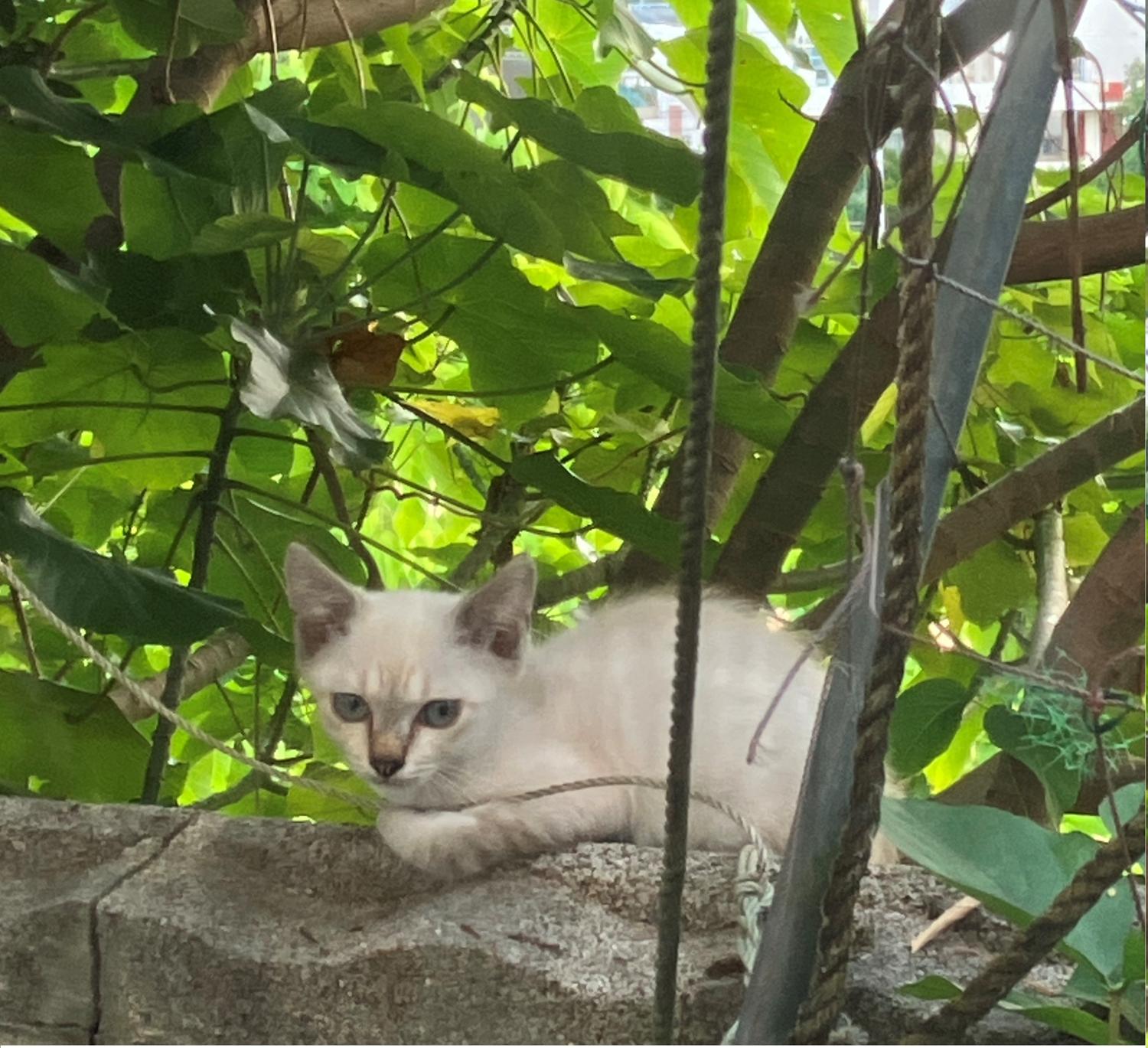 子猫に塀から、見られていた