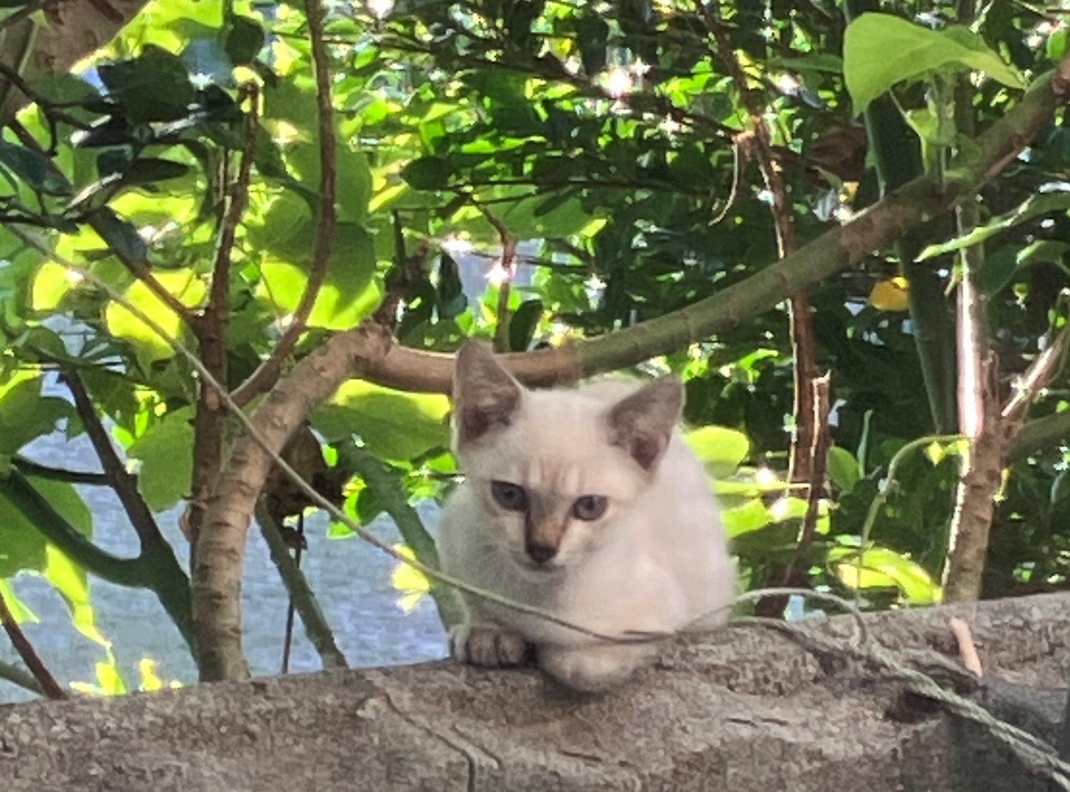 窓ガラス越しに子猫を撮る