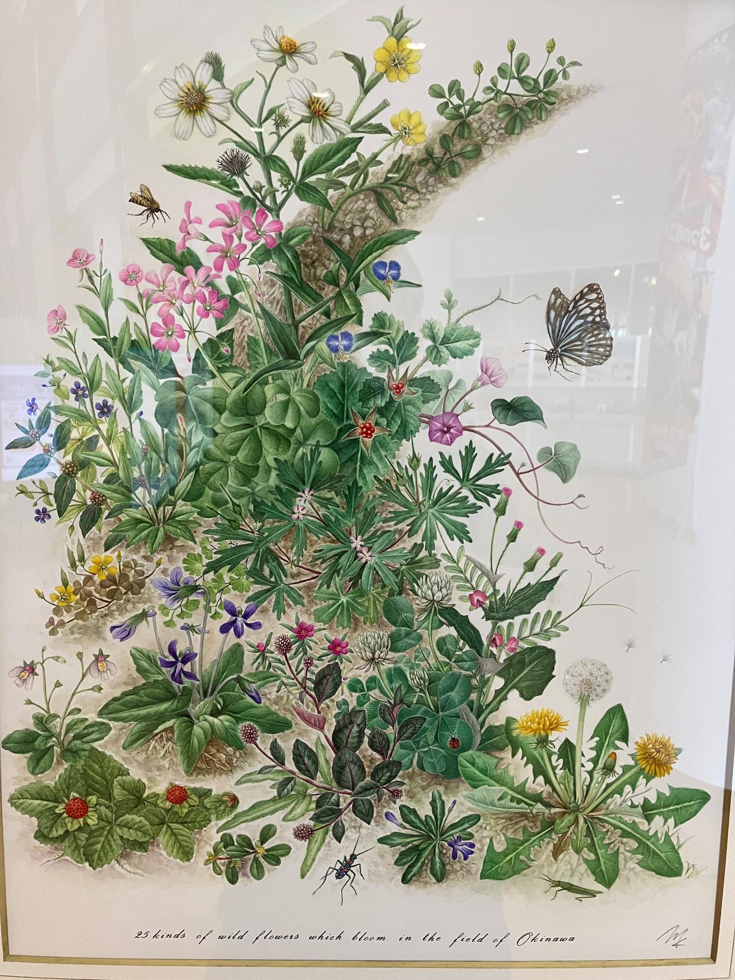 県立図書館の展示してあった植物画